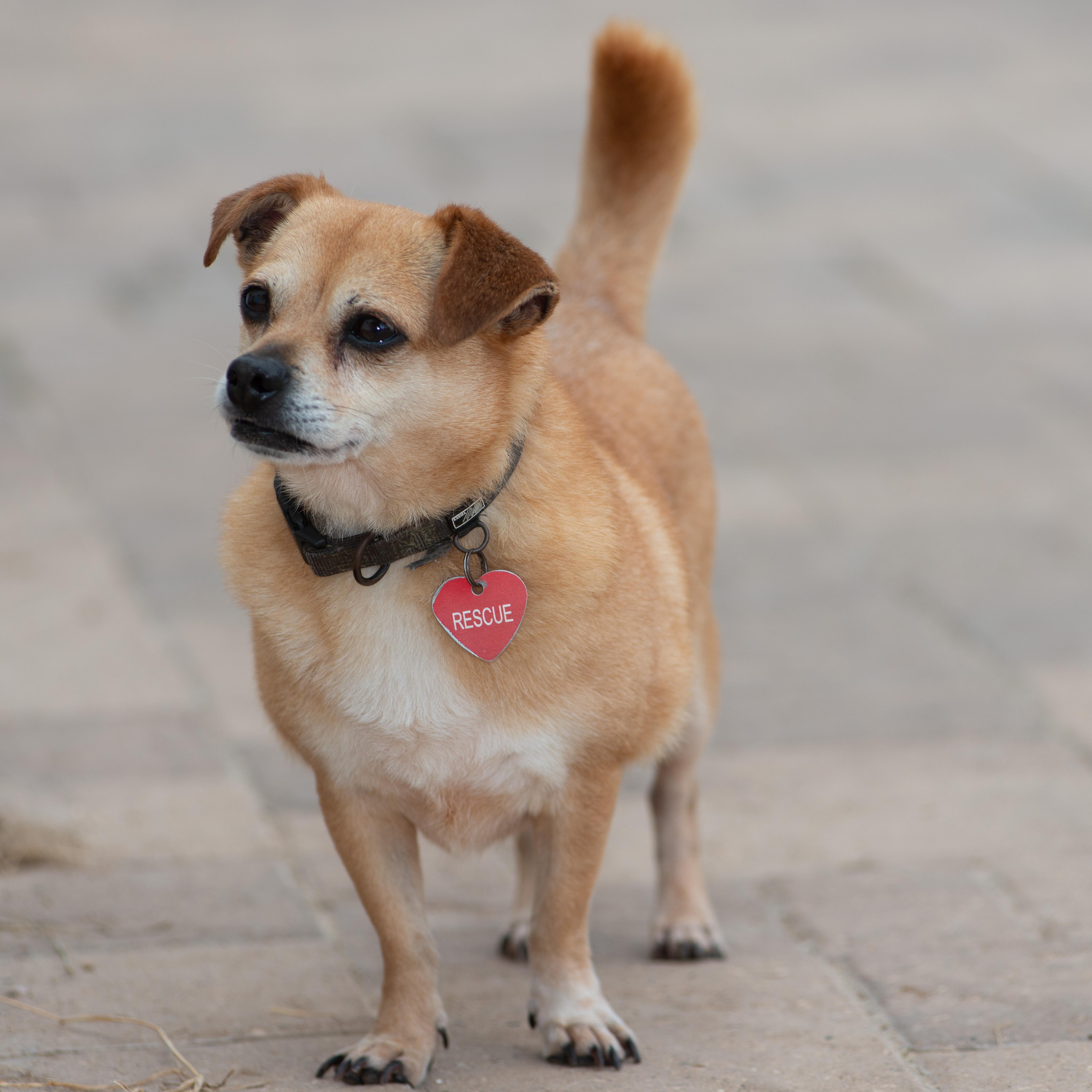 Enlarge Chewie, a Adoptable mixed breed in Richmond, TX image 1/6