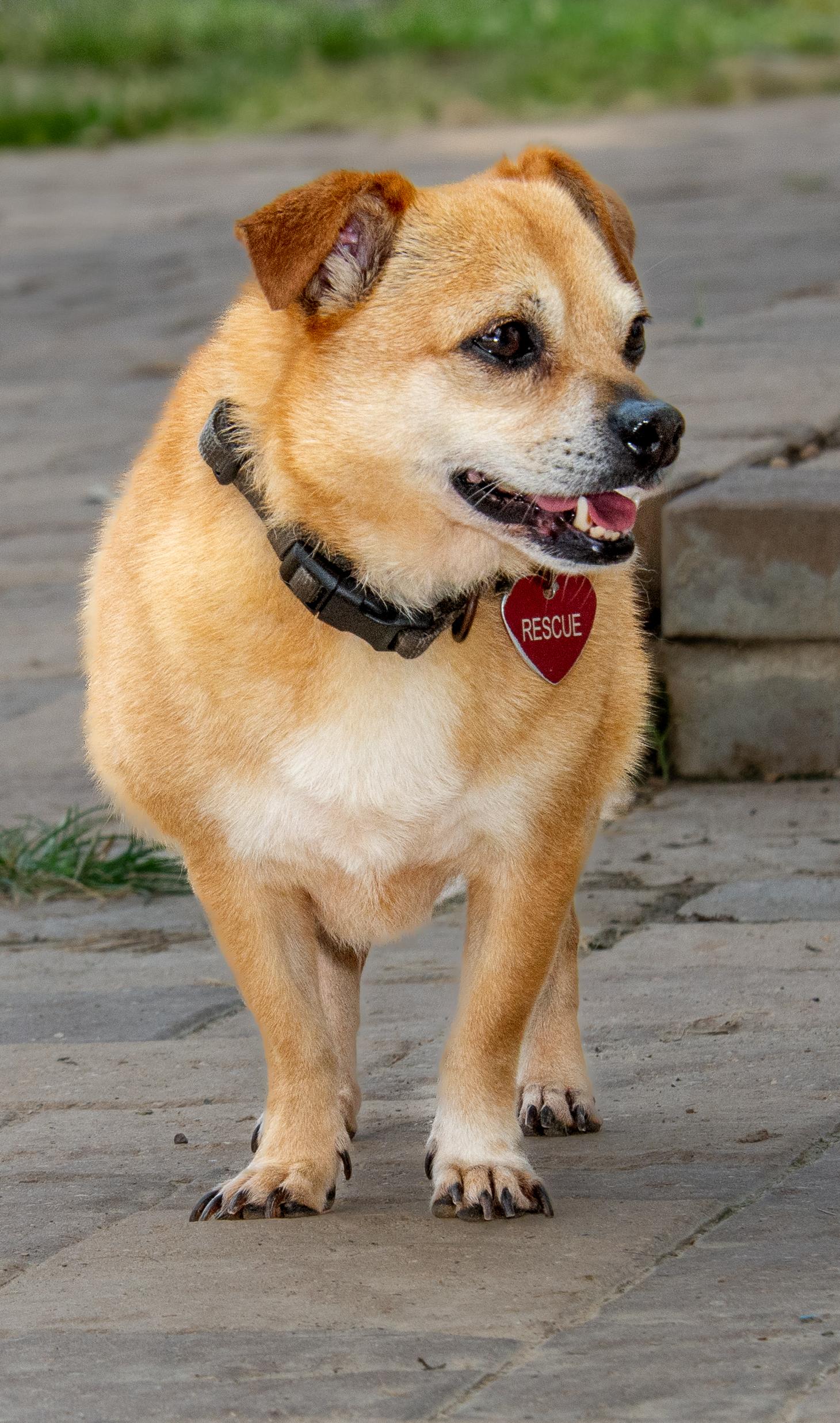 Chewie, an adoptable Chihuahua, Pomeranian in Richmond, TX, 77406 | Photo Image 3