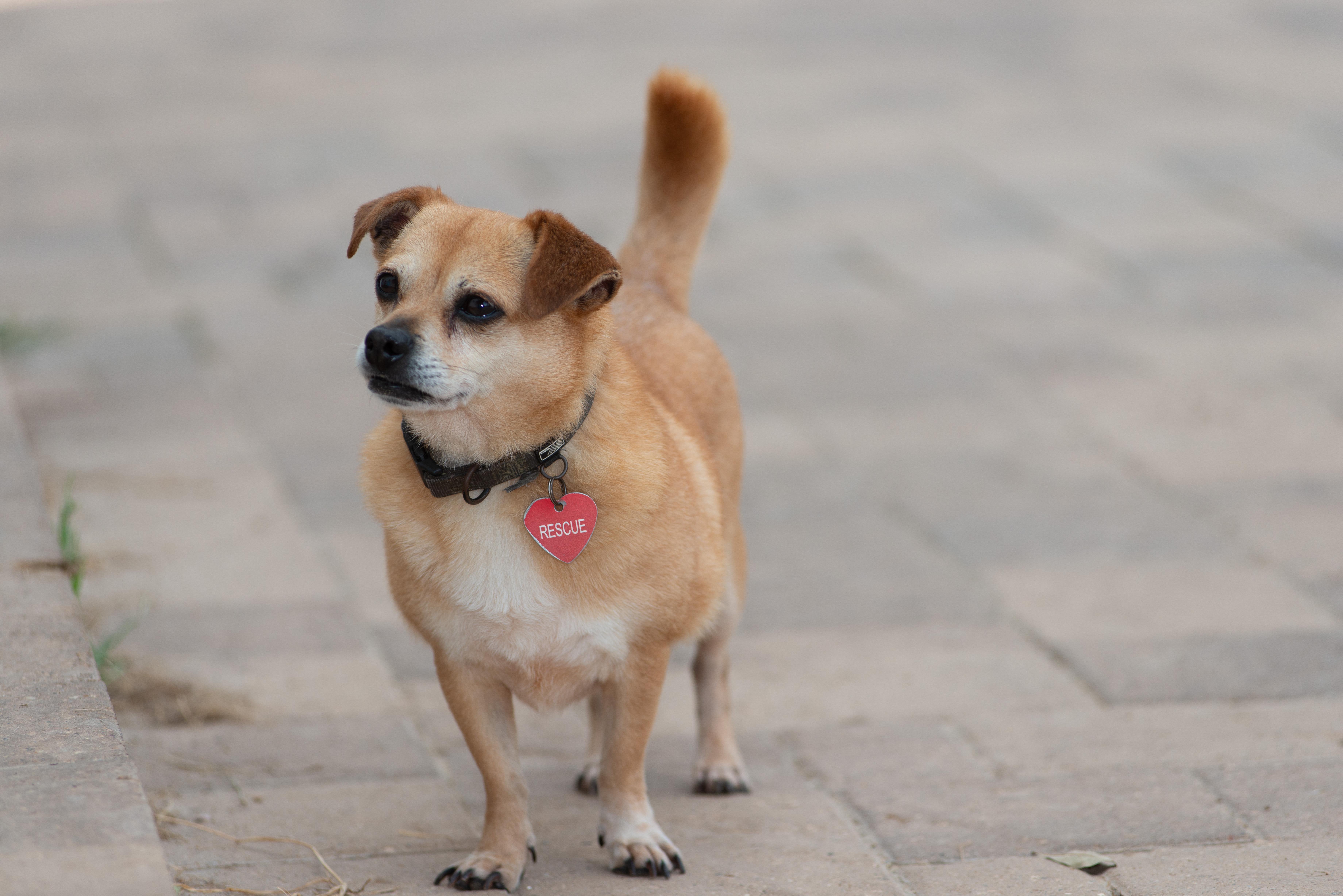 Enlarge Chewie, a Adoptable mixed breed in Richmond, TX image 1/4