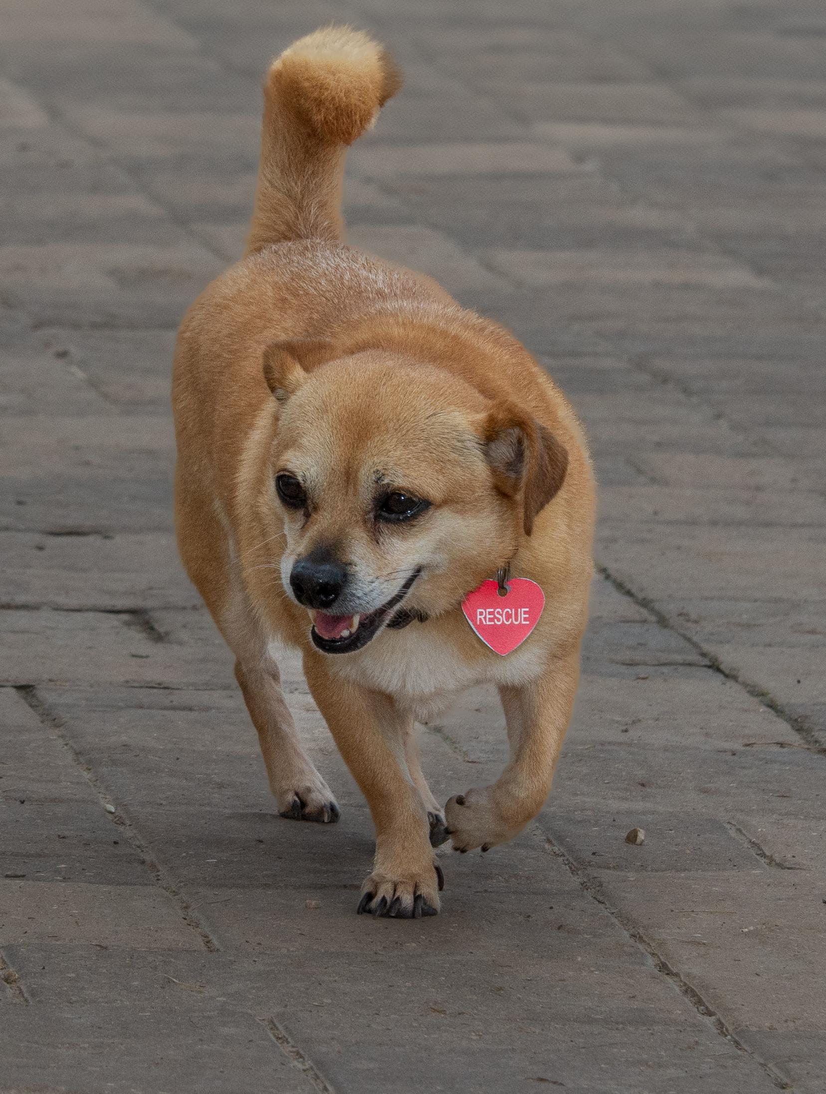 Enlarge Chewie, a Adoptable mixed breed in Richmond, TX image 2/4