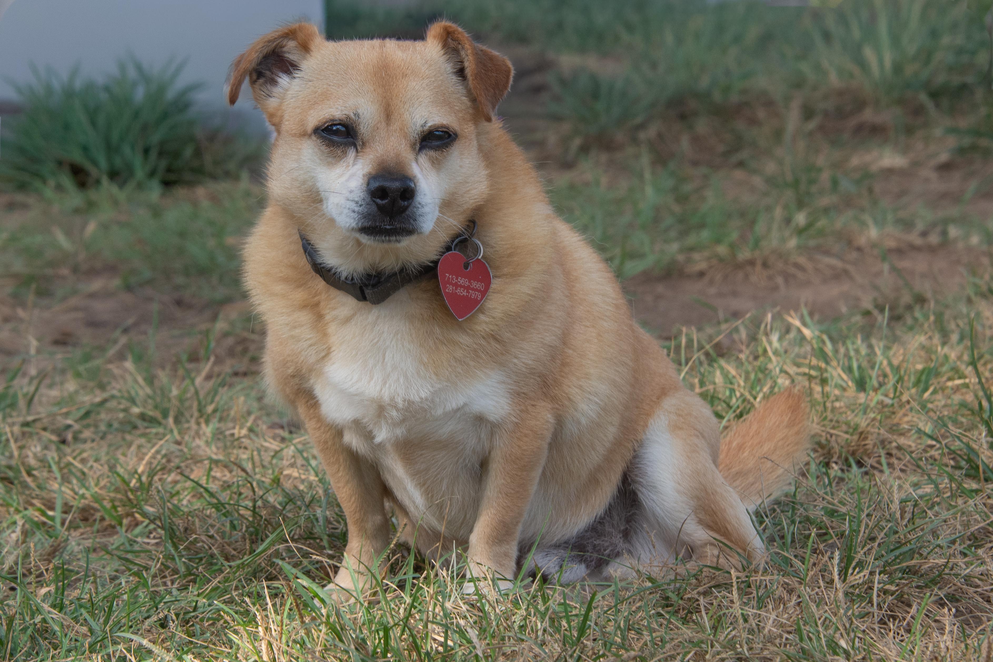Enlarge Chewie, a Adoptable mixed breed in Richmond, TX image 3/6