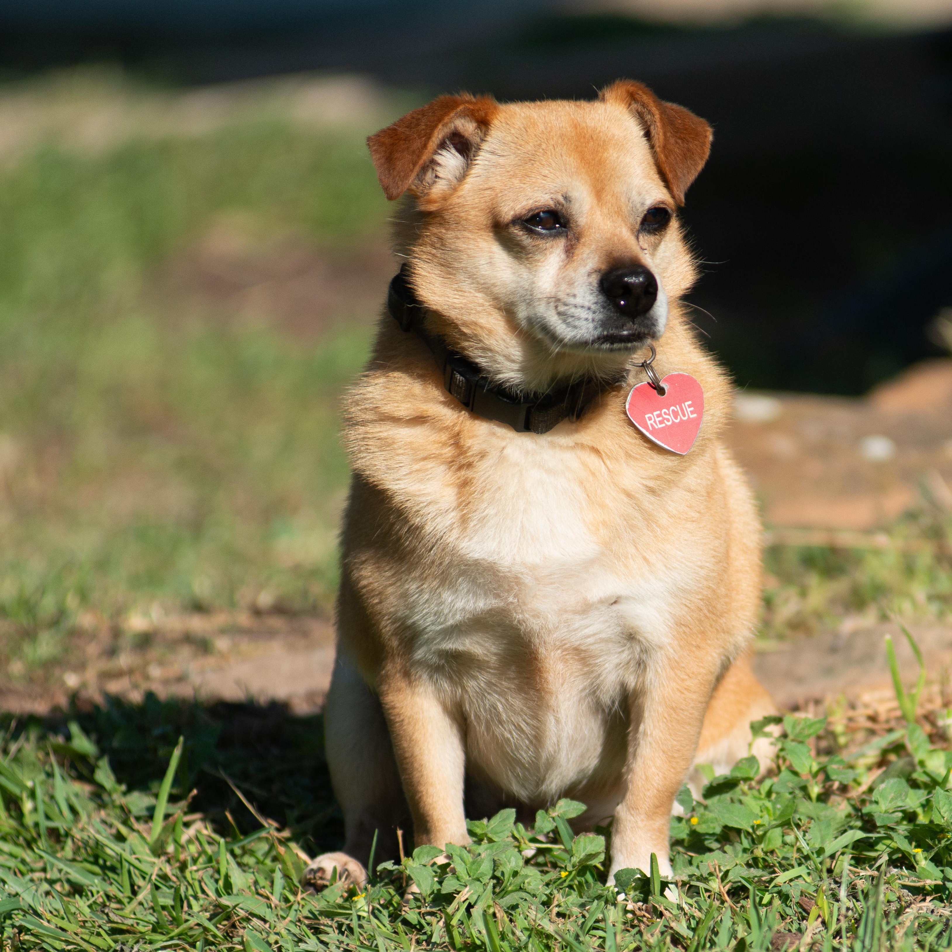 Enlarge Chewie, a Adoptable mixed breed in Richmond, TX image 4/6