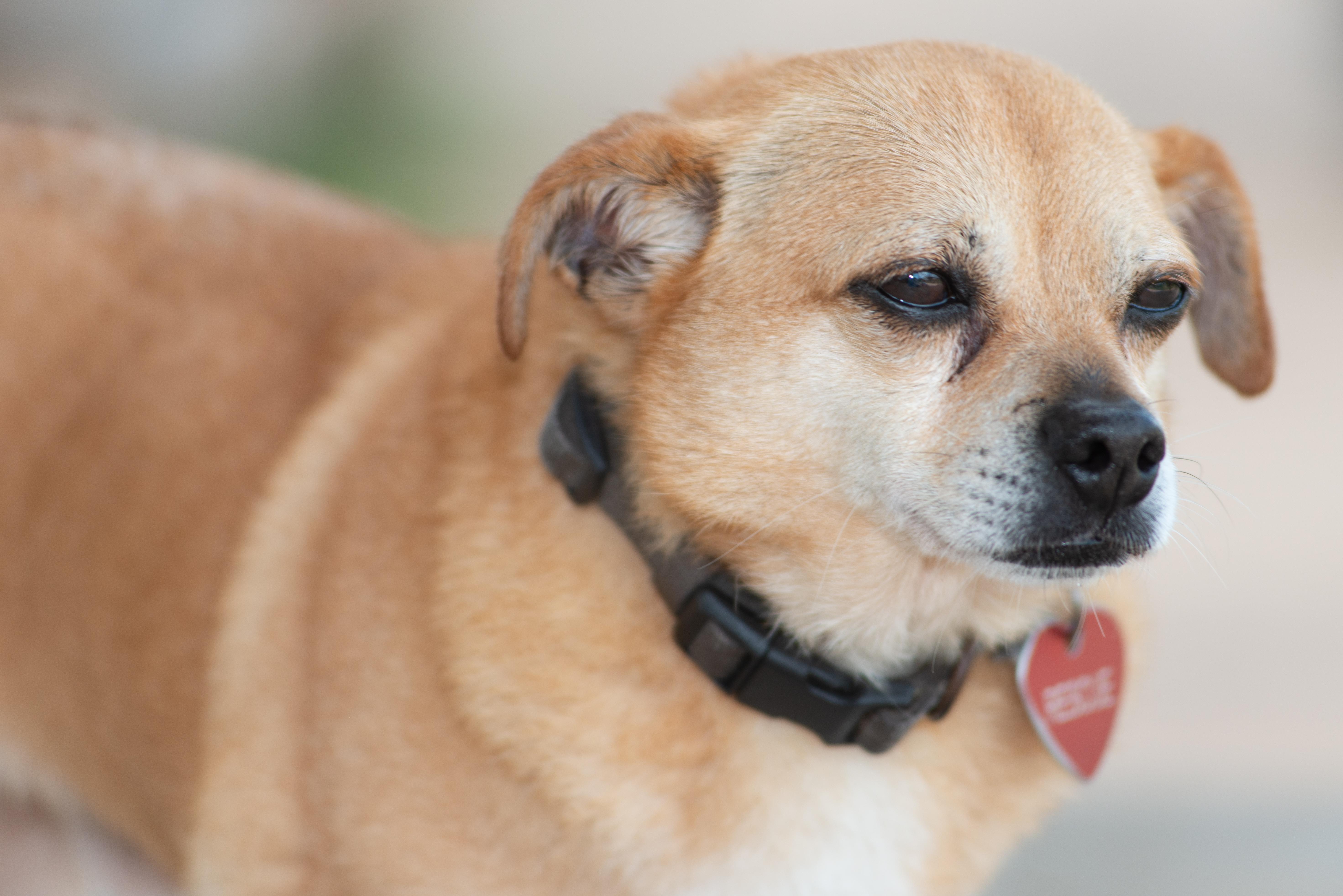 Enlarge Chewie, a Adoptable mixed breed in Richmond, TX image 3/4