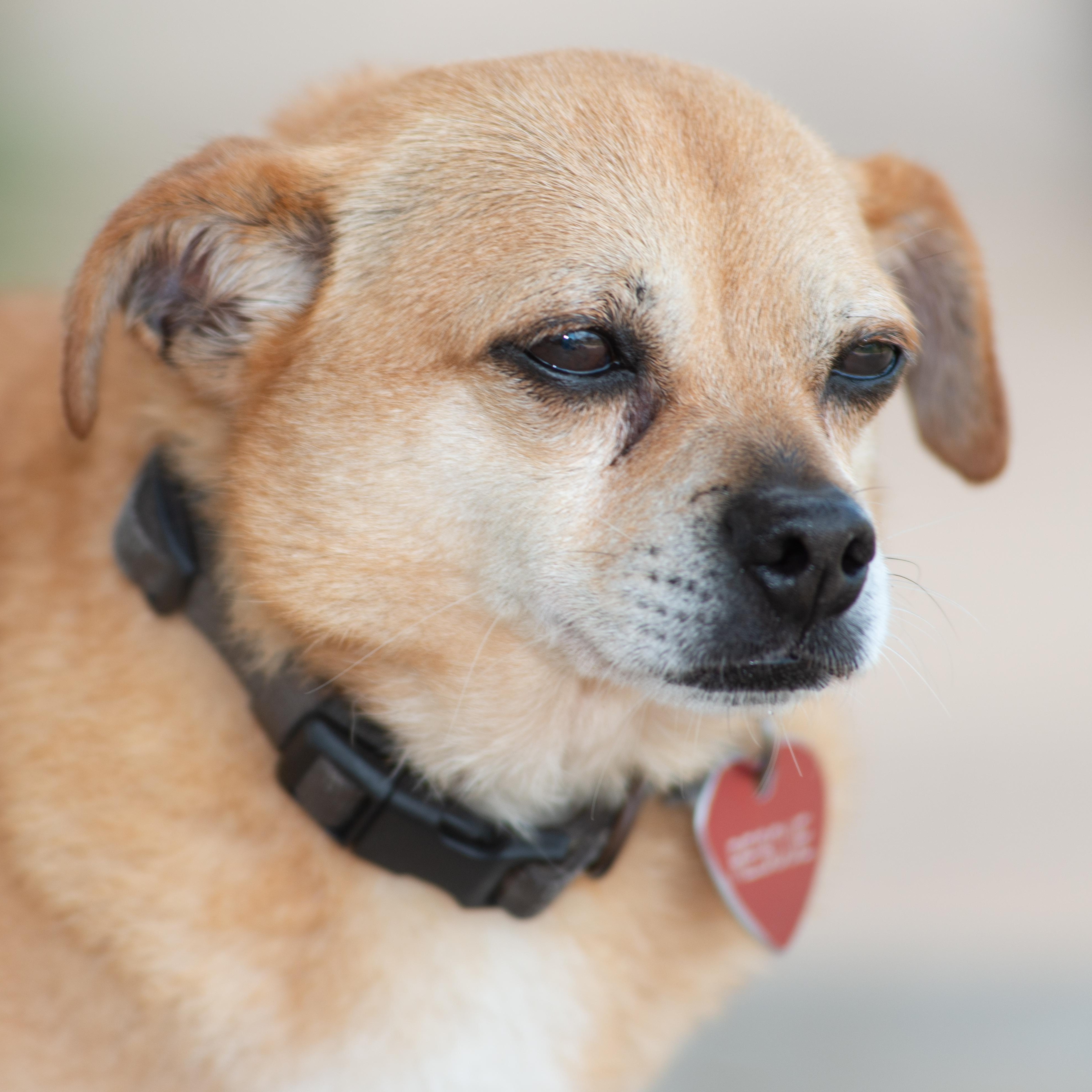 Chewie, an adoptable Chihuahua, Pomeranian in Richmond, TX, 77406 | Photo Image 2