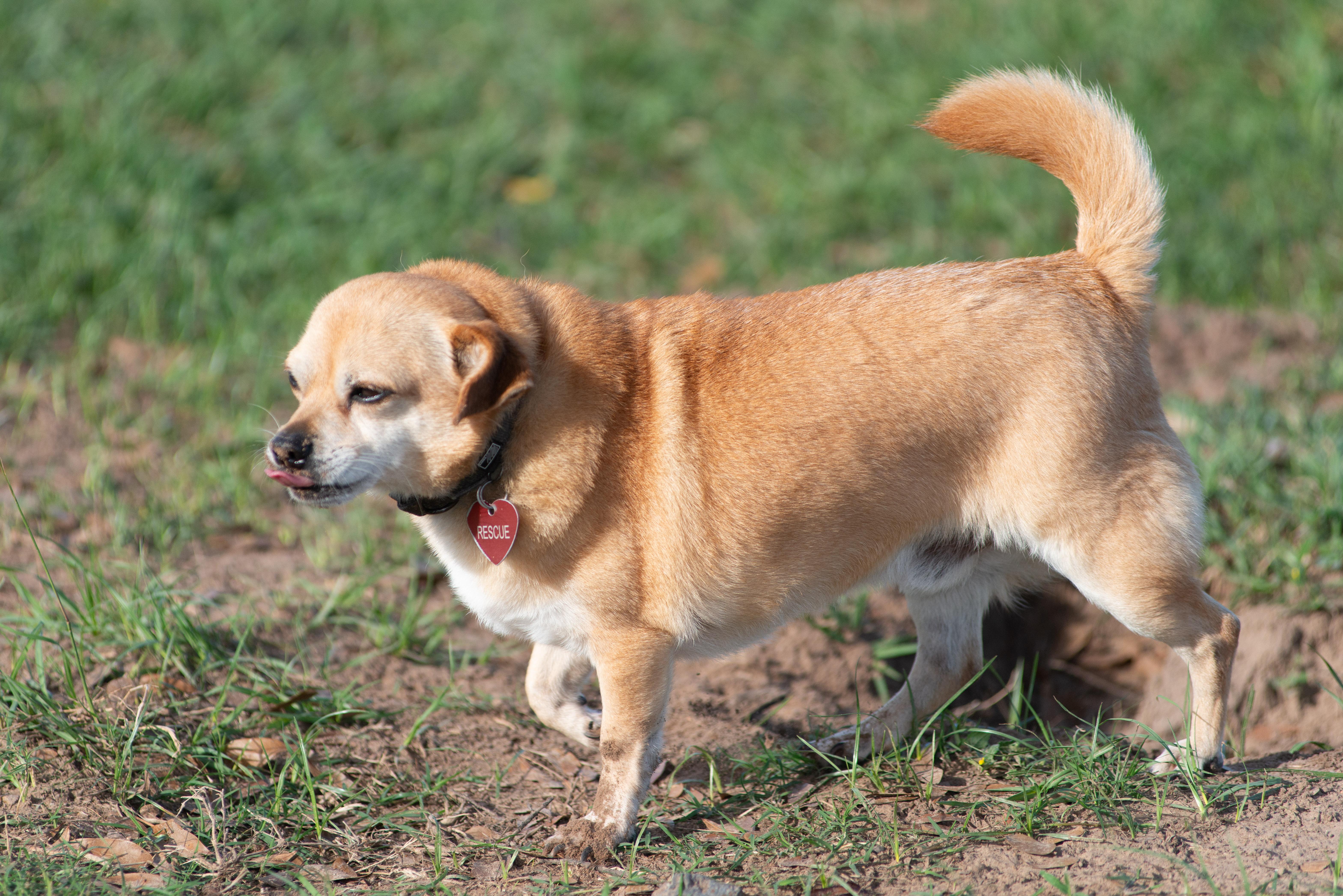 Enlarge Chewie, a Adoptable mixed breed in Richmond, TX image 6/6