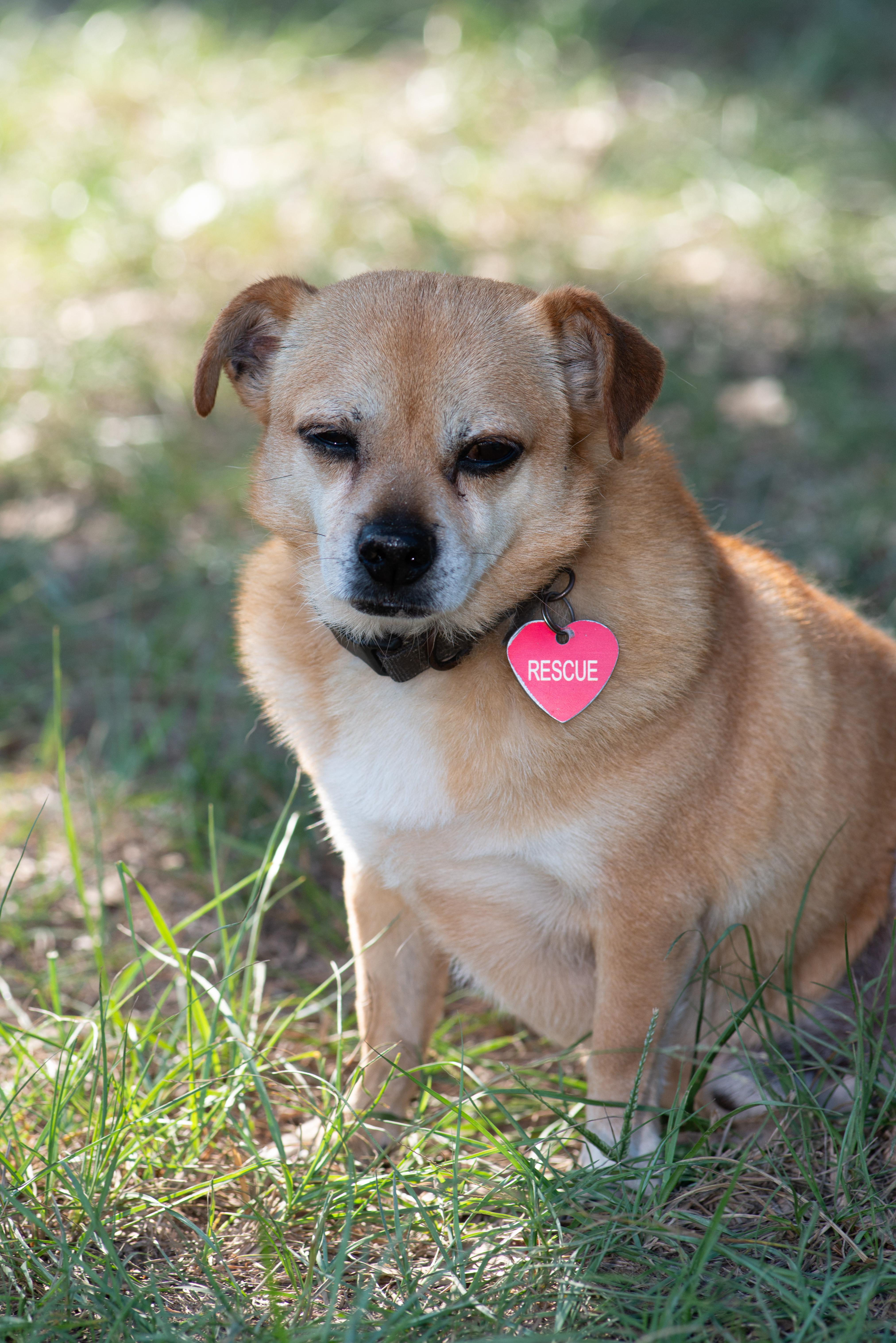 Enlarge Chewie, a Adoptable mixed breed in Richmond, TX image 3/4