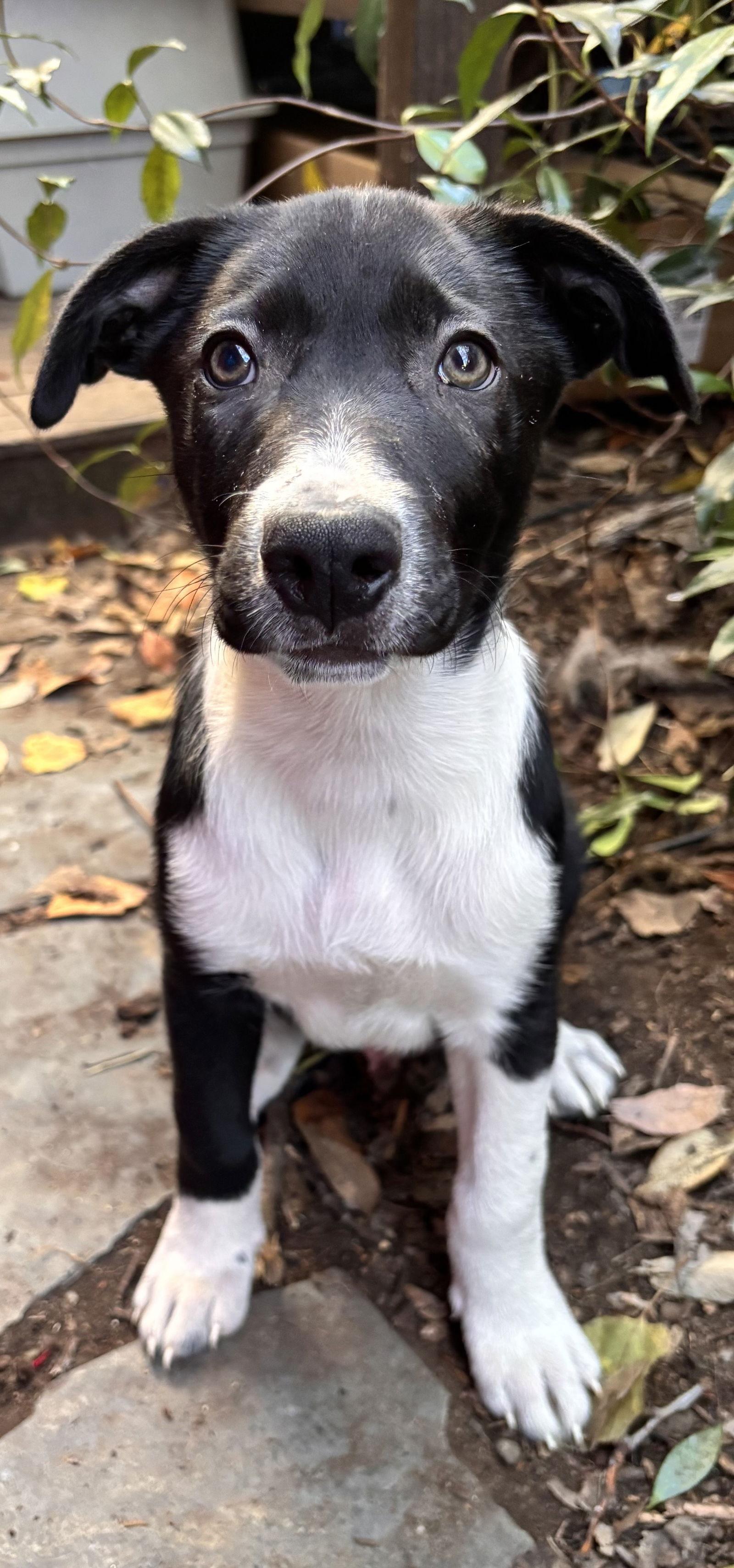 Enlarge Hickory, a Adoptable mixed breed in Sunnyvale, CA image 1/1