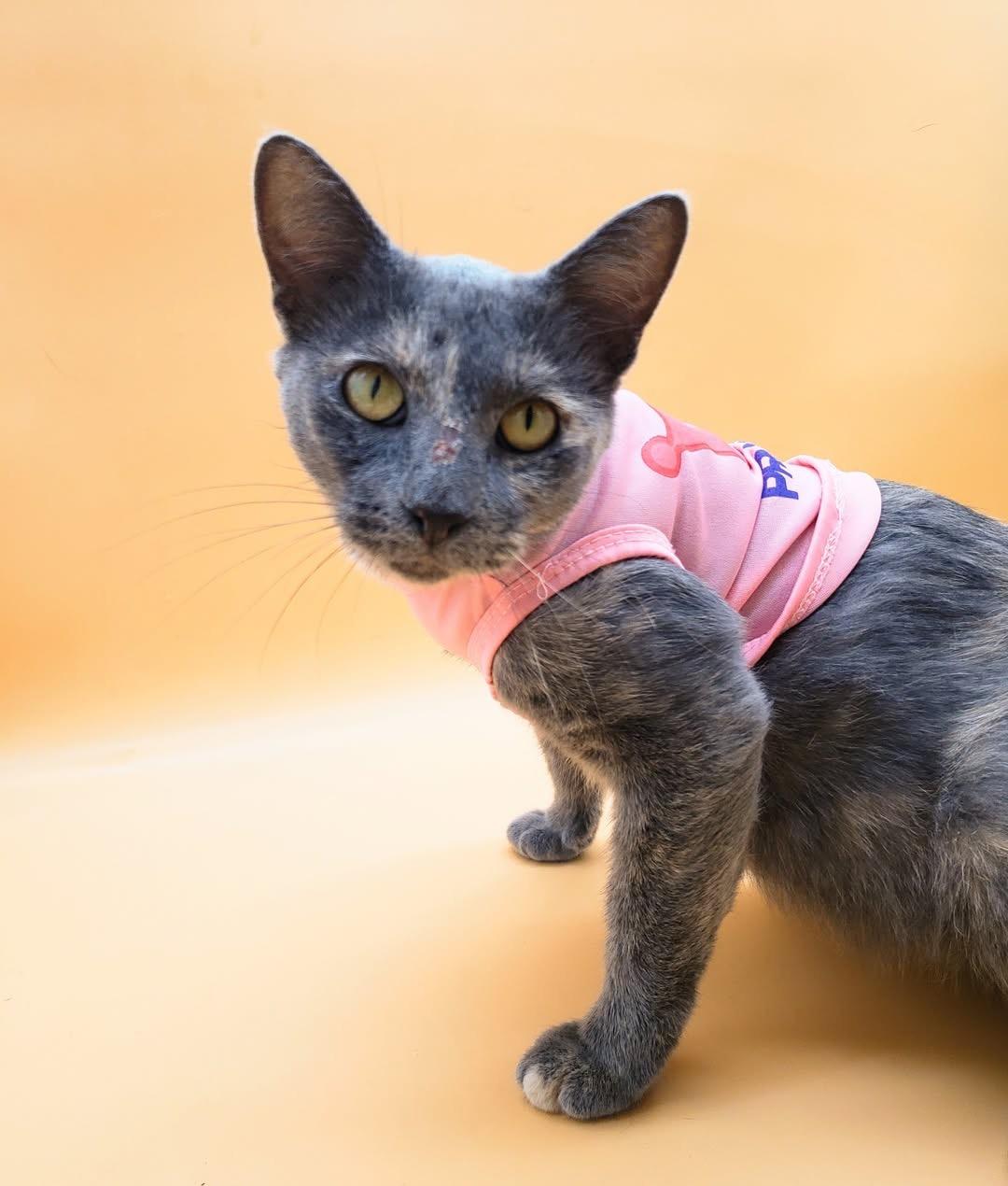 Pursimmon — thumbnail 2