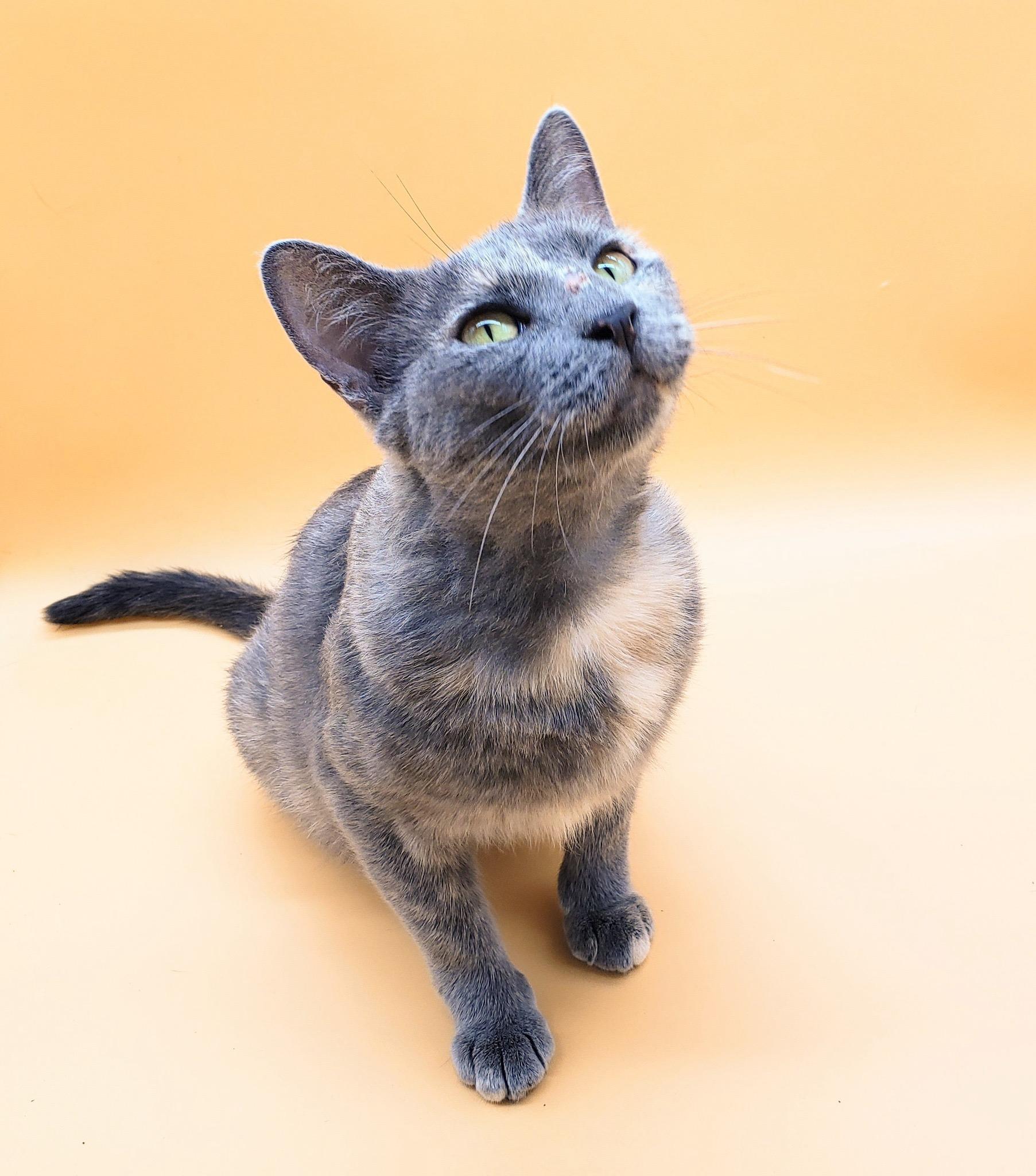 Pursimmon — thumbnail 4