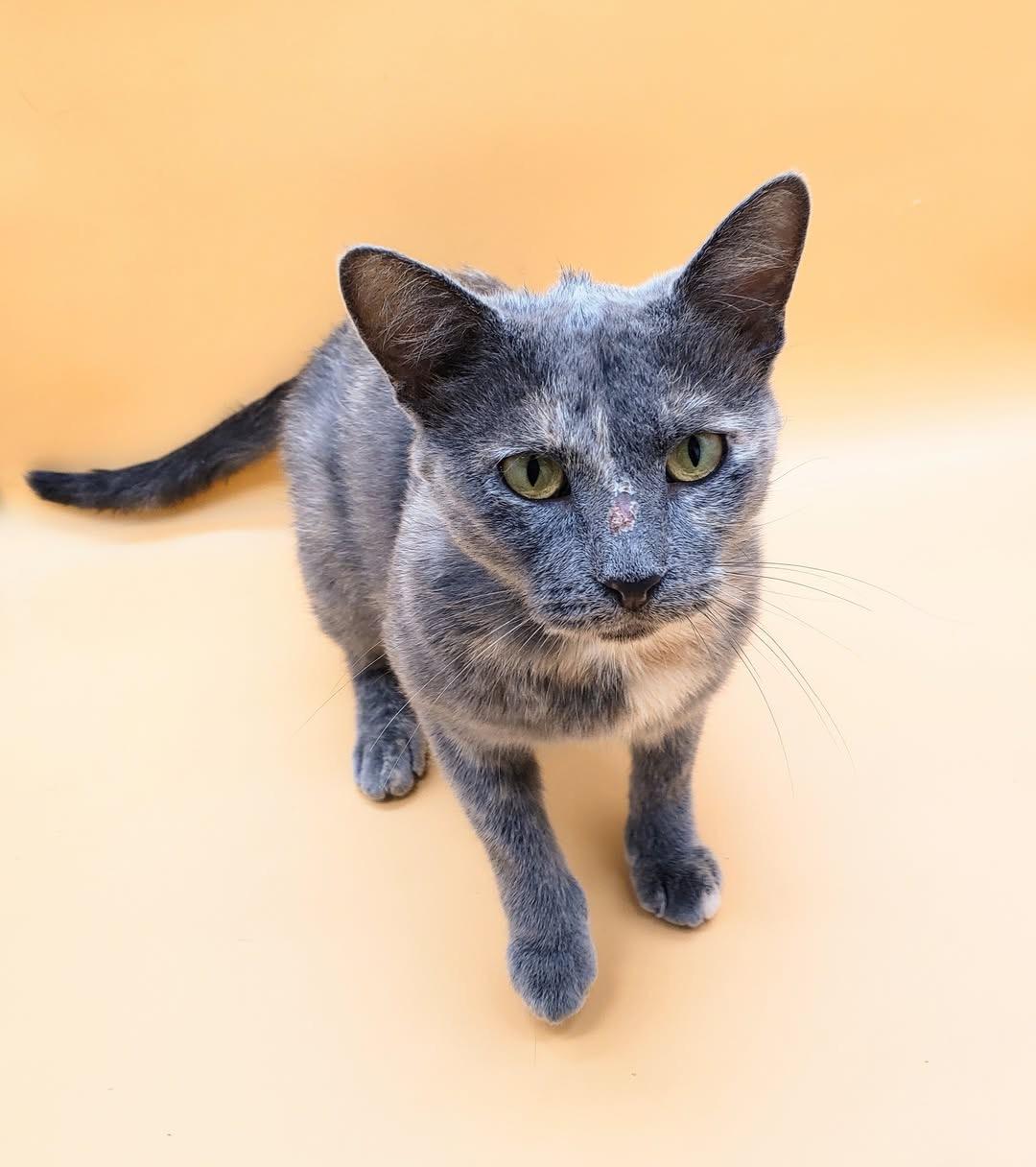 Pursimmon — thumbnail 6