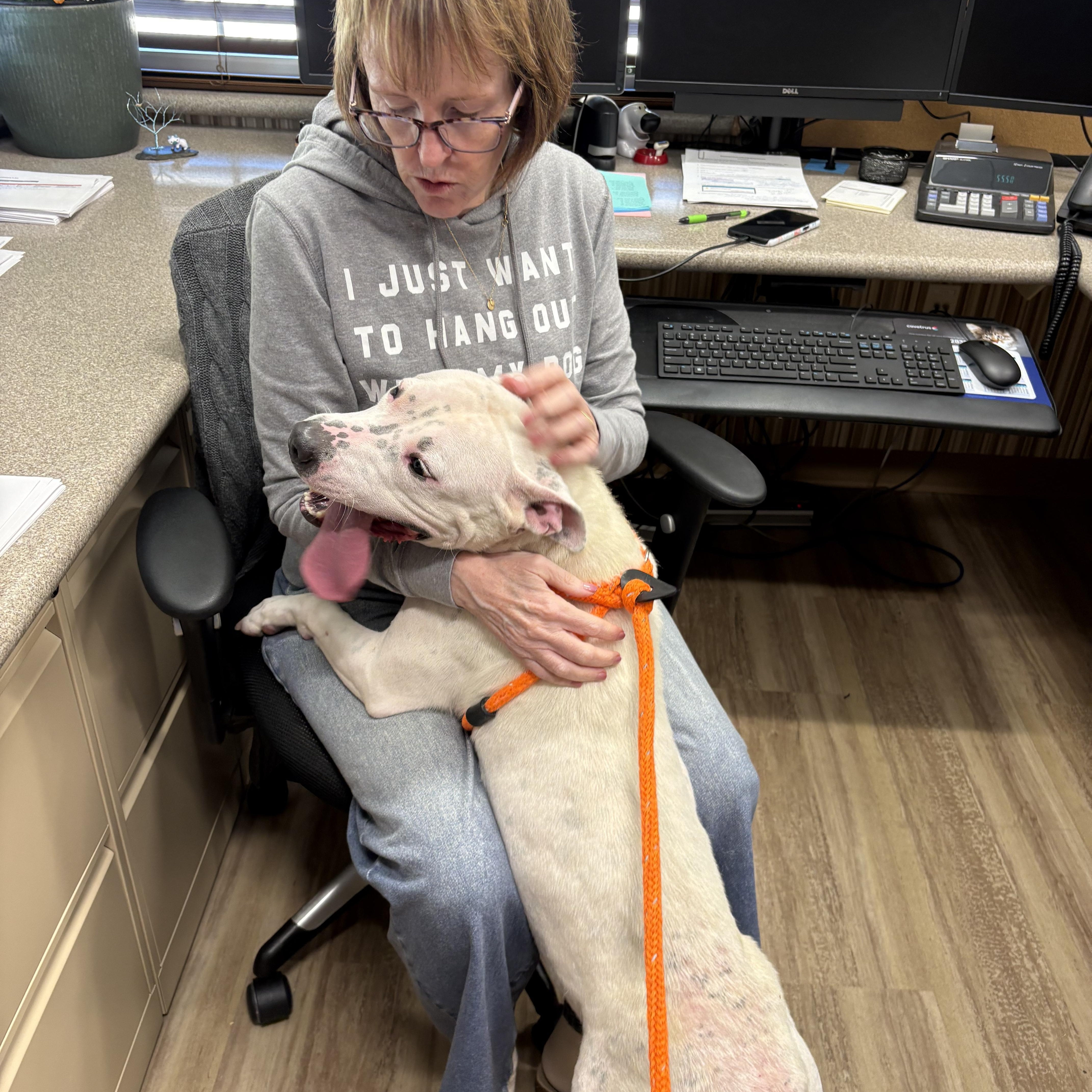 Cali, a ADOPTABLE mixed breed in Youngstown, OH image 1/6