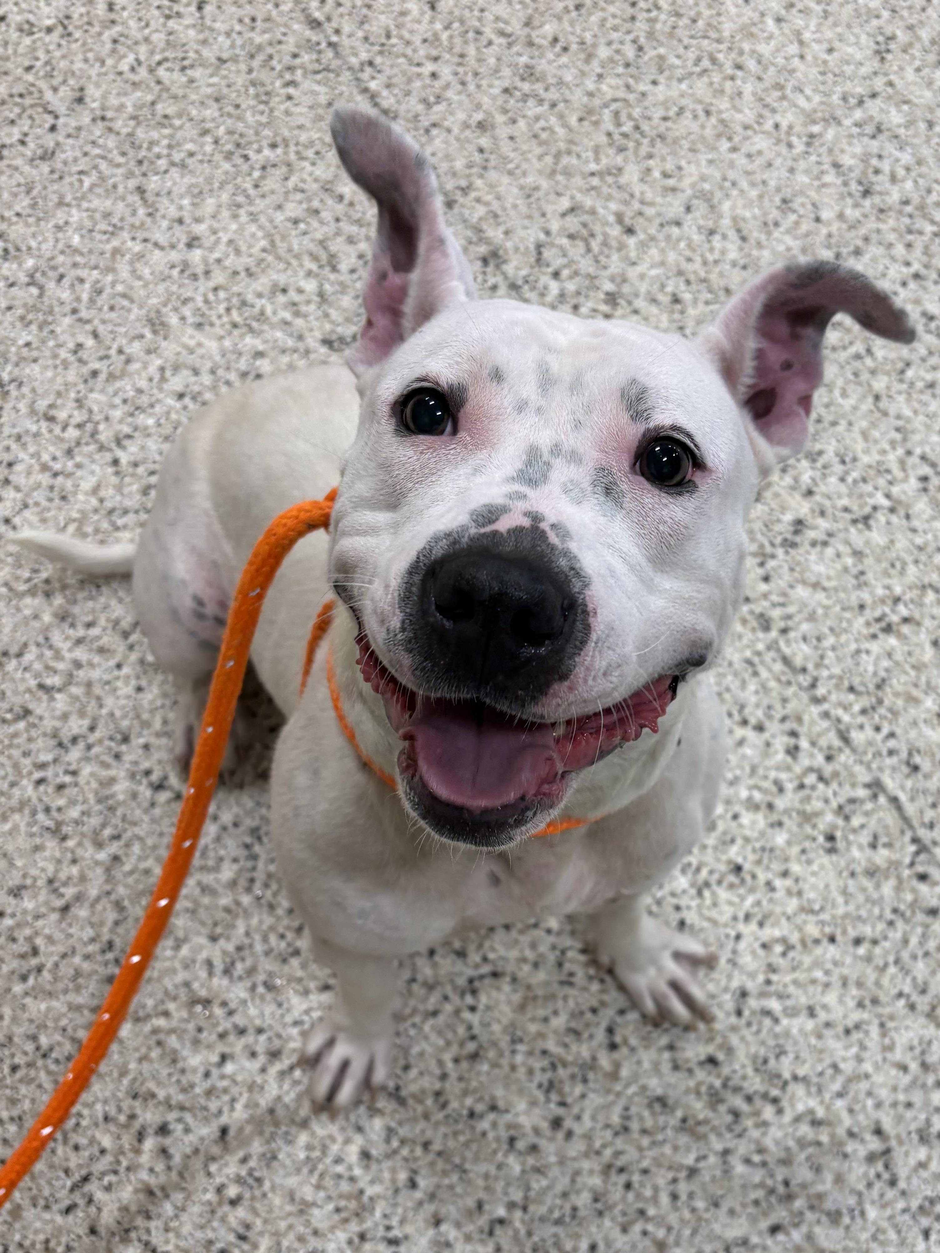 Cali, a ADOPTABLE mixed breed in Youngstown, OH image 3/6