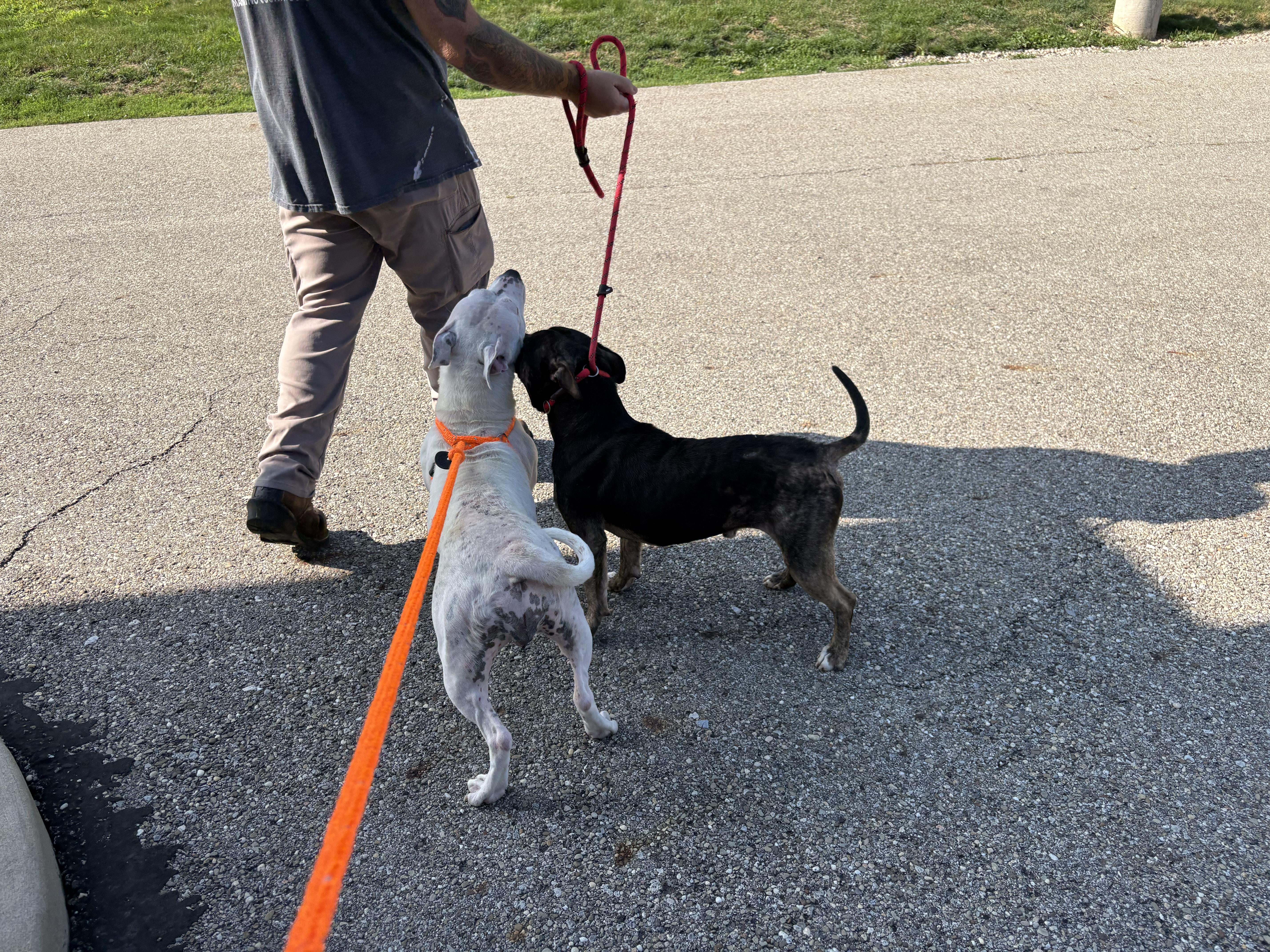 Cali, a ADOPTABLE mixed breed in Youngstown, OH image 4/6