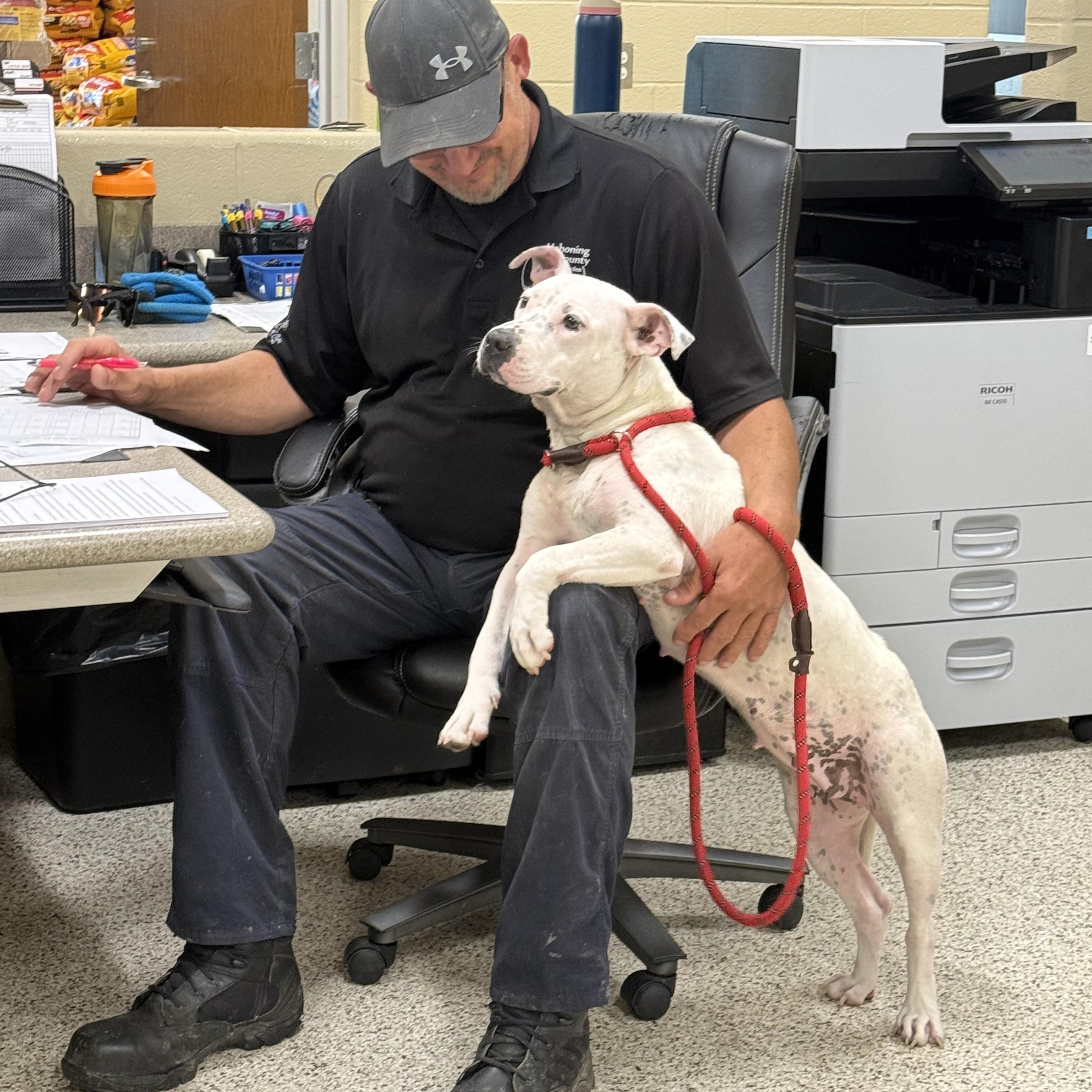 Cali, a ADOPTABLE mixed breed in Youngstown, OH image 5/6