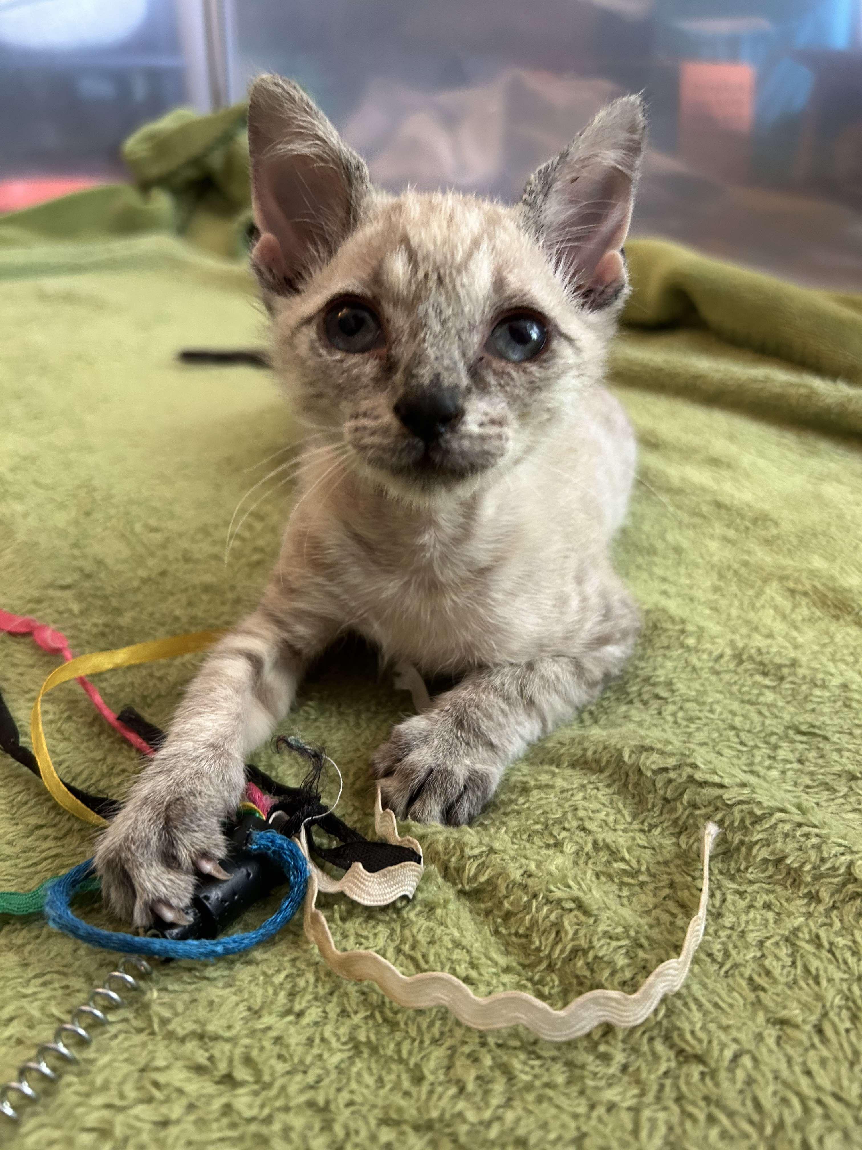 Yin and Yang - Stunning lynx point Siamese sisters