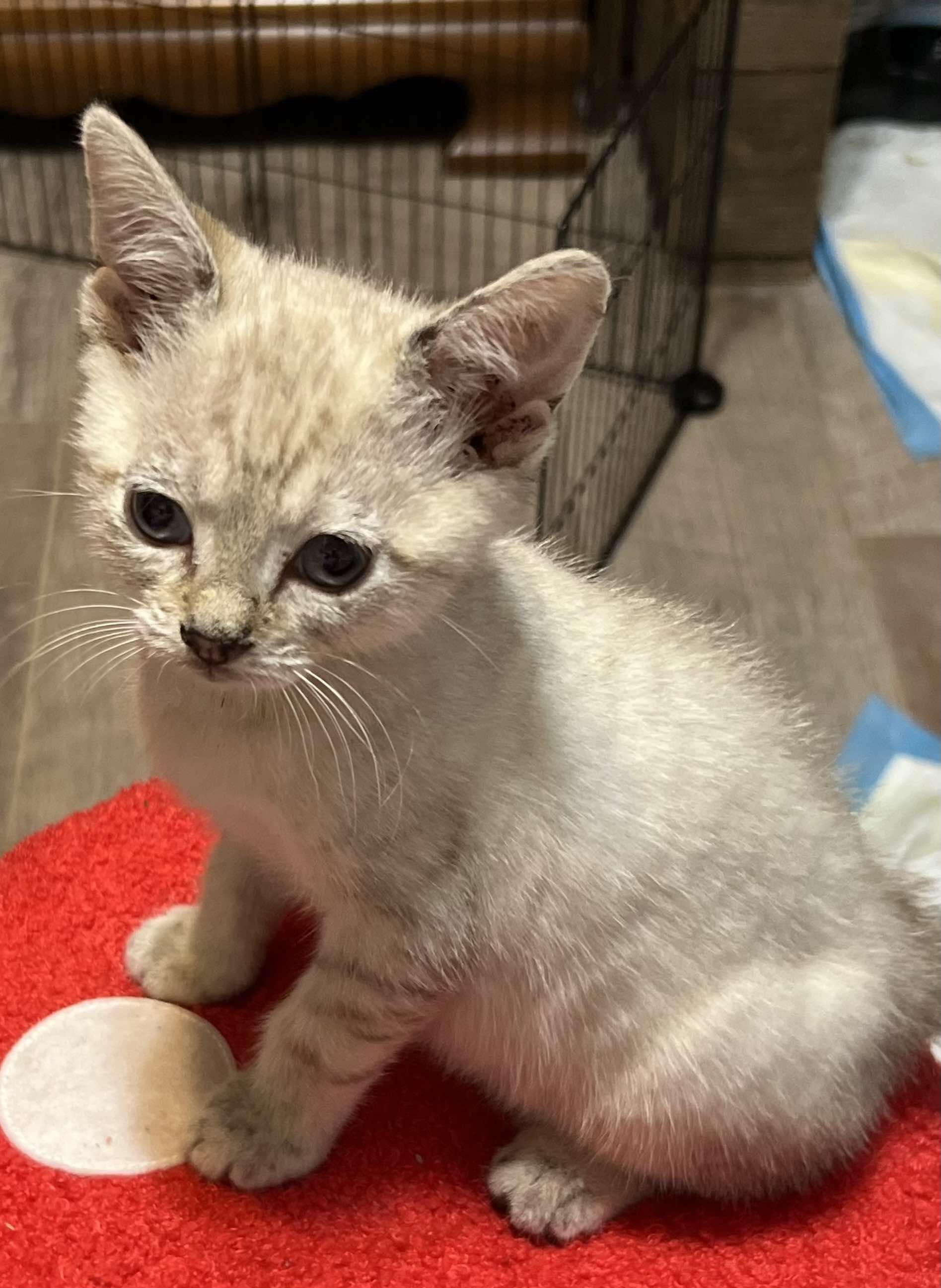 Yin and Yang - Stunning lynx point Siamese sisters