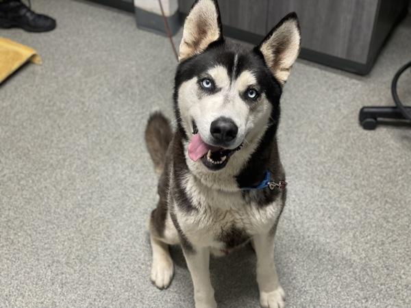 Enlarge Milo, a Adoptable mixed breed in Escondido, CA image 1/1