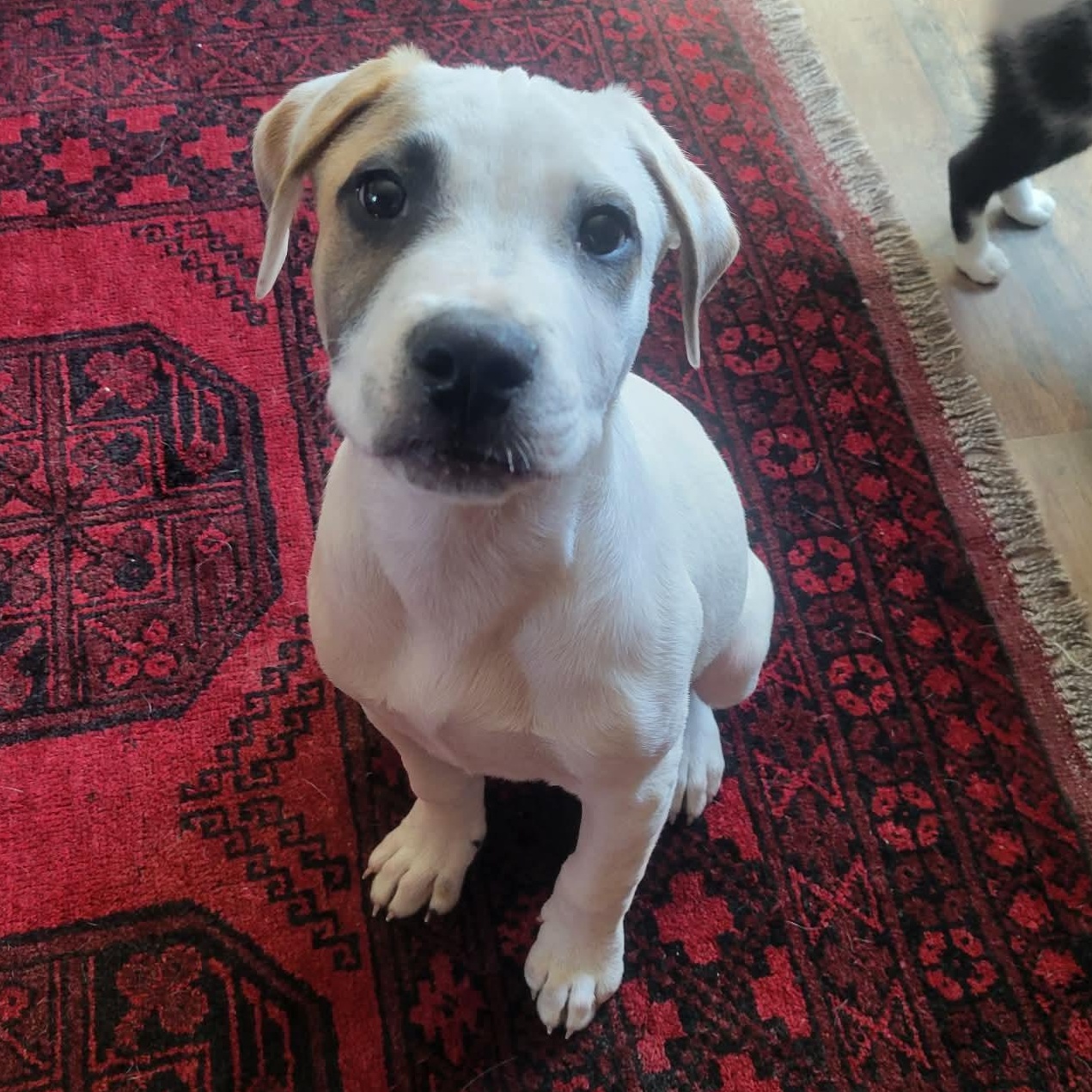 Enlarge Wishbone, a Adoptable mixed breed in Boston, MA image 1/6