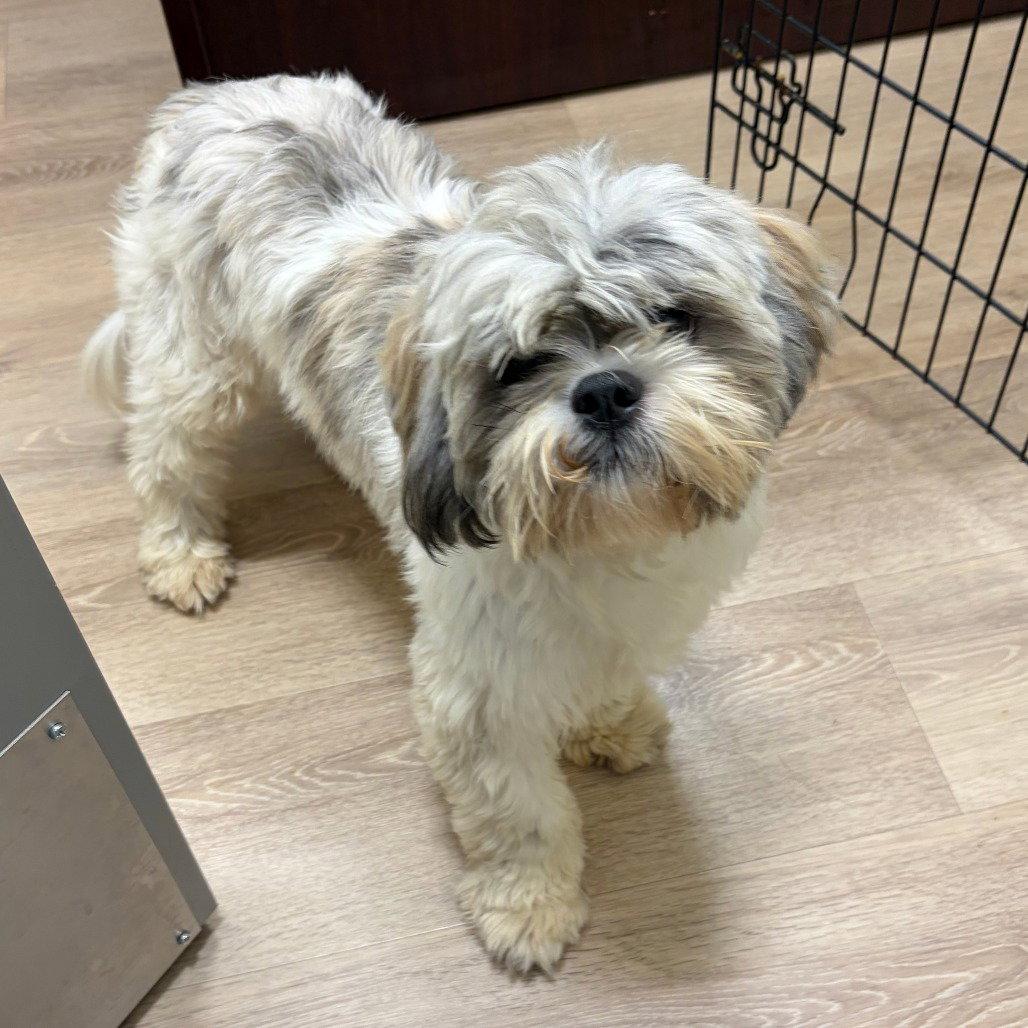 Tippy, Adopted, Adult Male Shih Tzu.