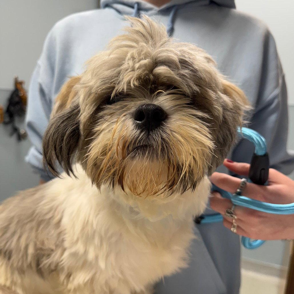 Tippy, a Adopted Shih Tzu in New Castle, DE image 2/2