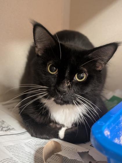 Enlarge Sam Hanna, an adopted mixed breed in Sacramento, CA image 1/1