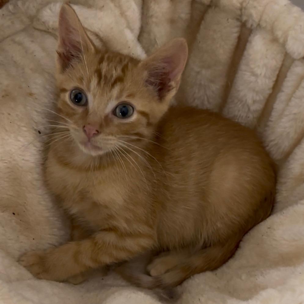 Percy, Adopted, Kitten Male Domestic Short Hair.
