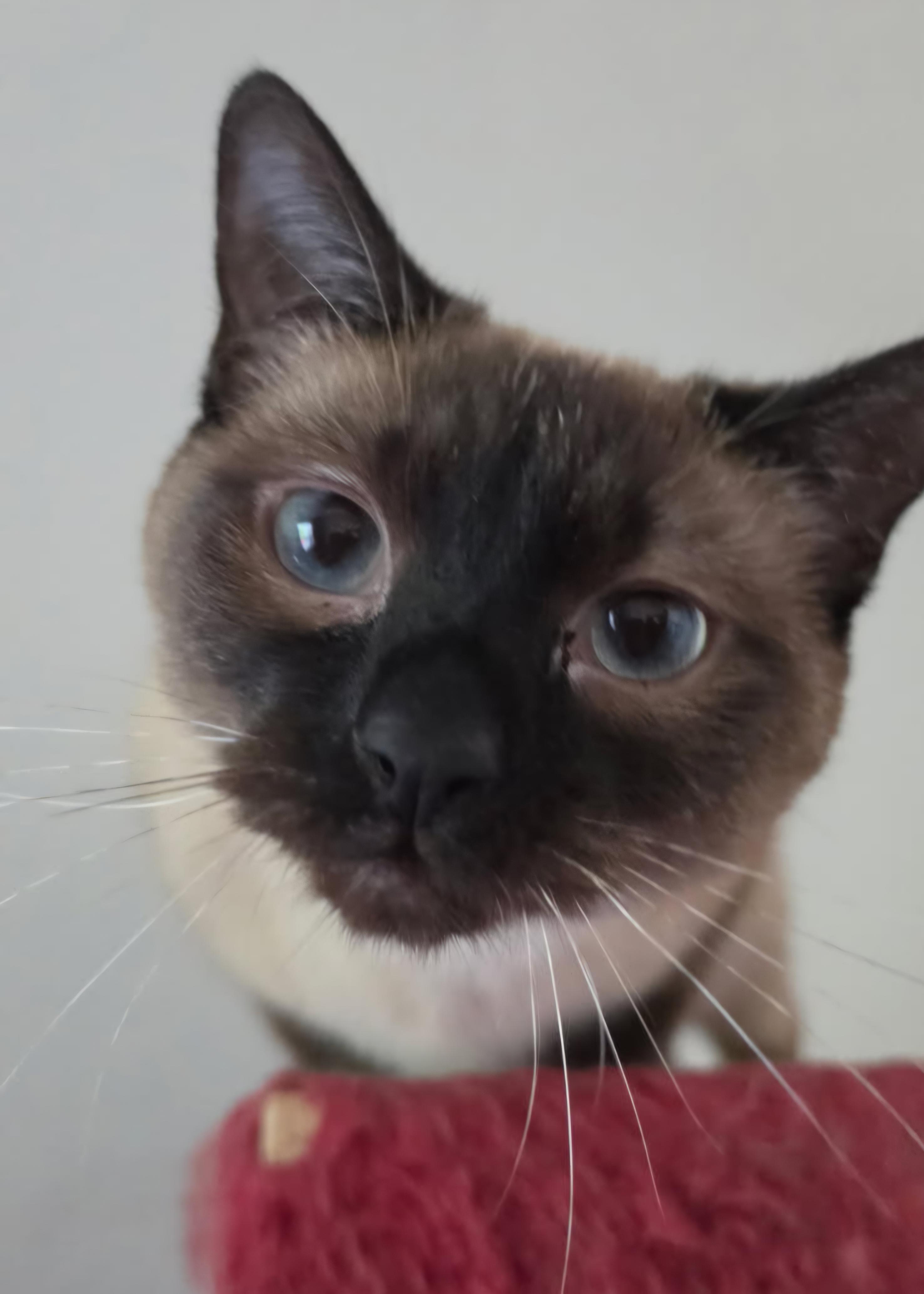 Boba, Adoptable, Adult Female Siamese.