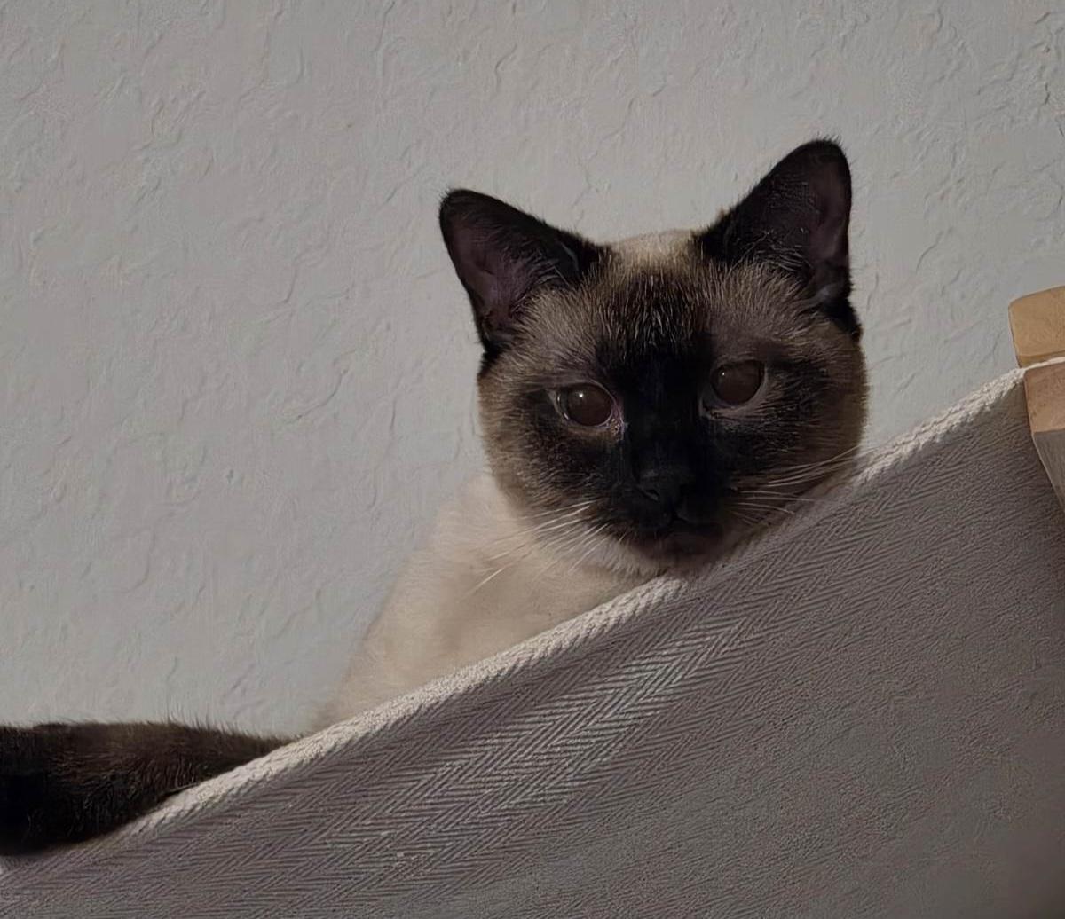 Boba, a Adoptable Siamese in Nashville, TN image 3/6