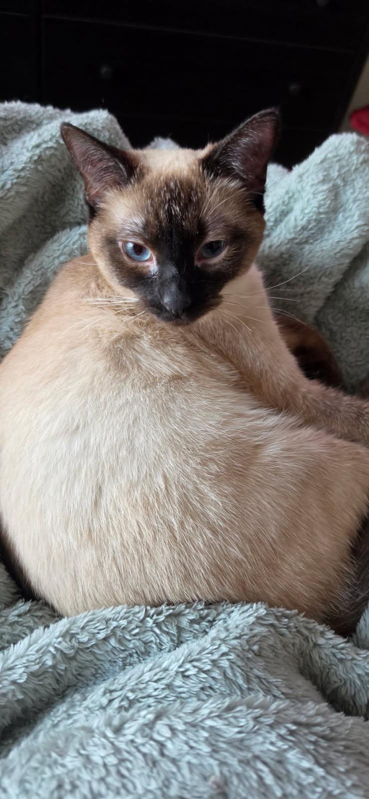 Boba, a Adoptable Siamese in Nashville, TN image 4/6