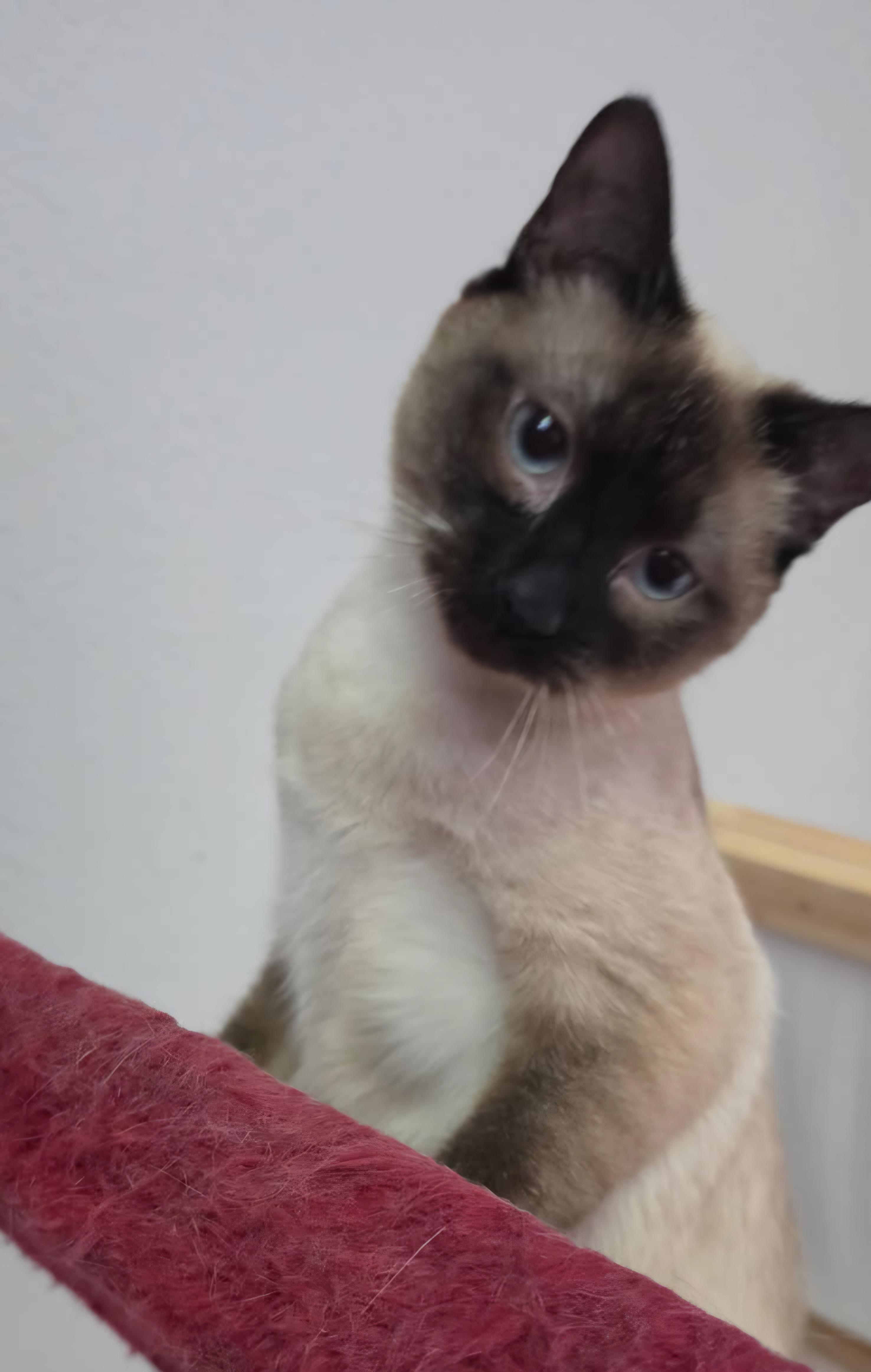 Boba, a Adoptable Siamese in Nashville, TN image 6/6
