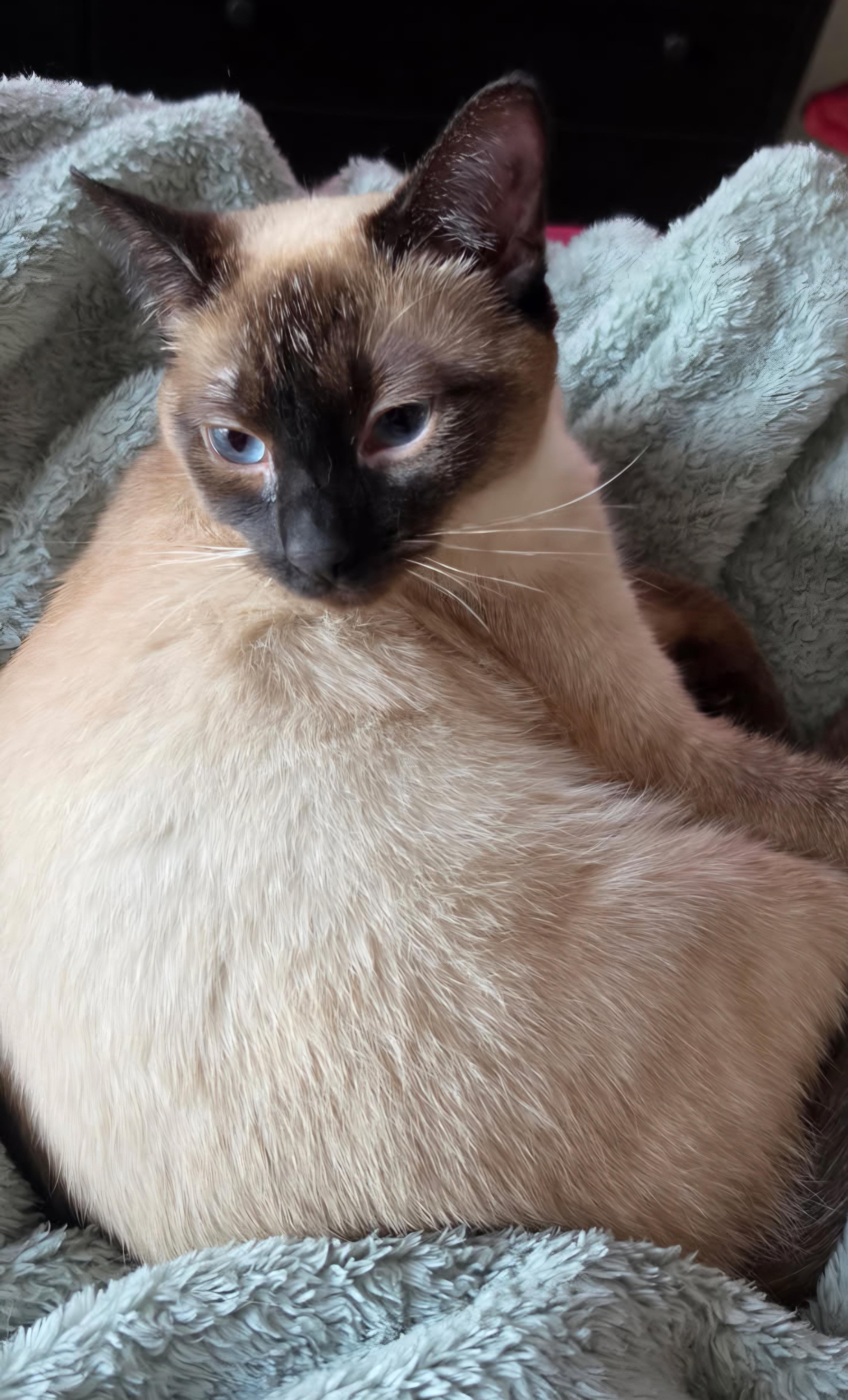 Boba, a Adoptable Siamese in Nashville, TN image 2/6