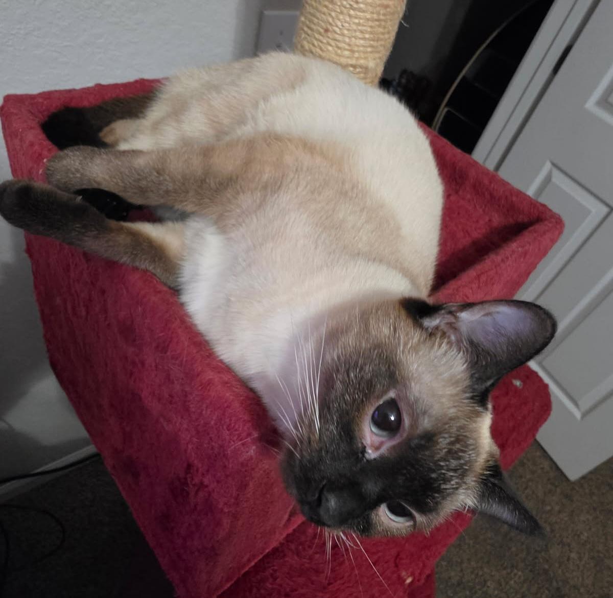 Boba, a Adoptable Siamese in Nashville, TN image 5/6
