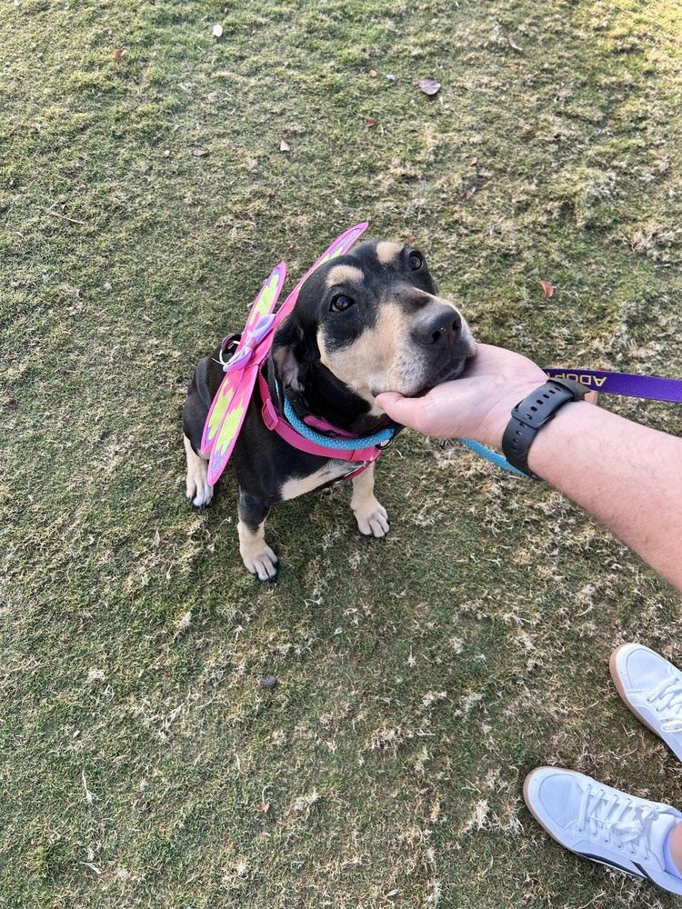 Caroline, Adoptable, Young Female Coonhound.