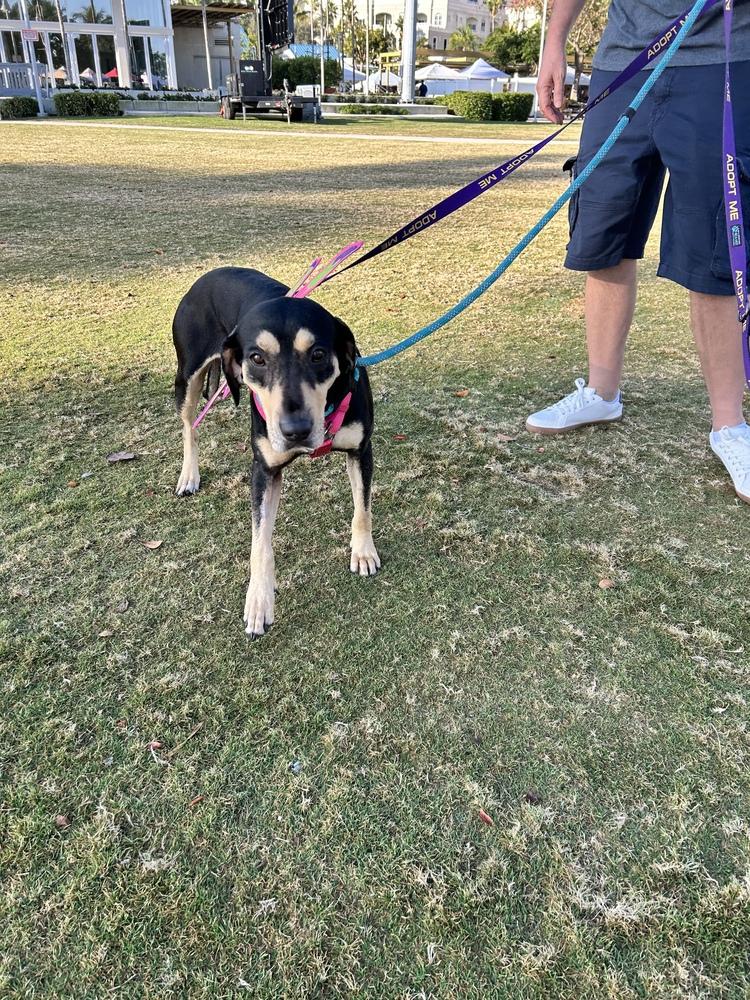 Caroline, a Adoptable mixed breed in West Palm Beach, FL image 3/6