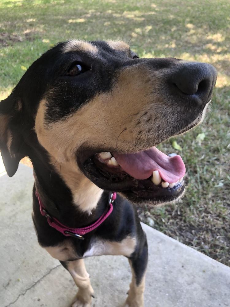 Caroline, a Adoptable mixed breed in West Palm Beach, FL image 5/6