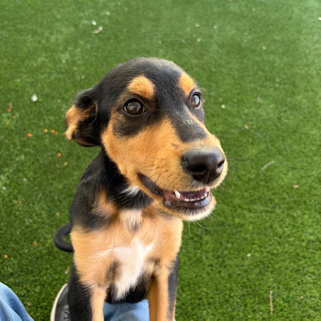 Fortune, Adoptable, Puppy Female Spaniel.