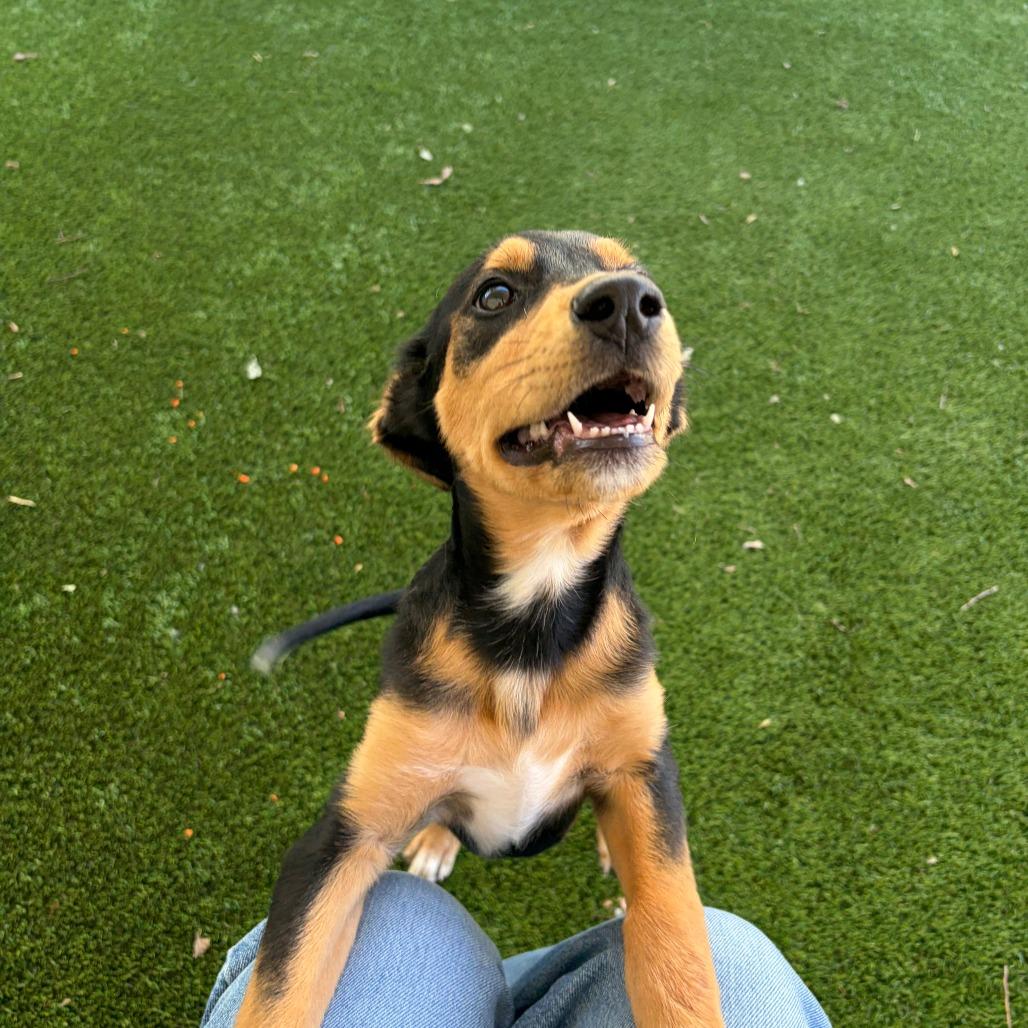 Enlarge Fortune, a Adoptable Spaniel in Norman, OK image 2/3