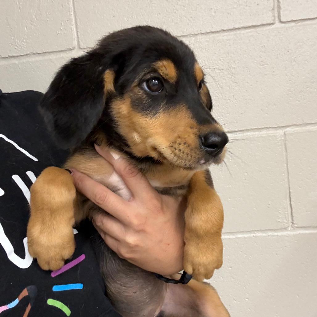 Enlarge Fortune, a Adoptable Spaniel in Norman, OK image 3/3
