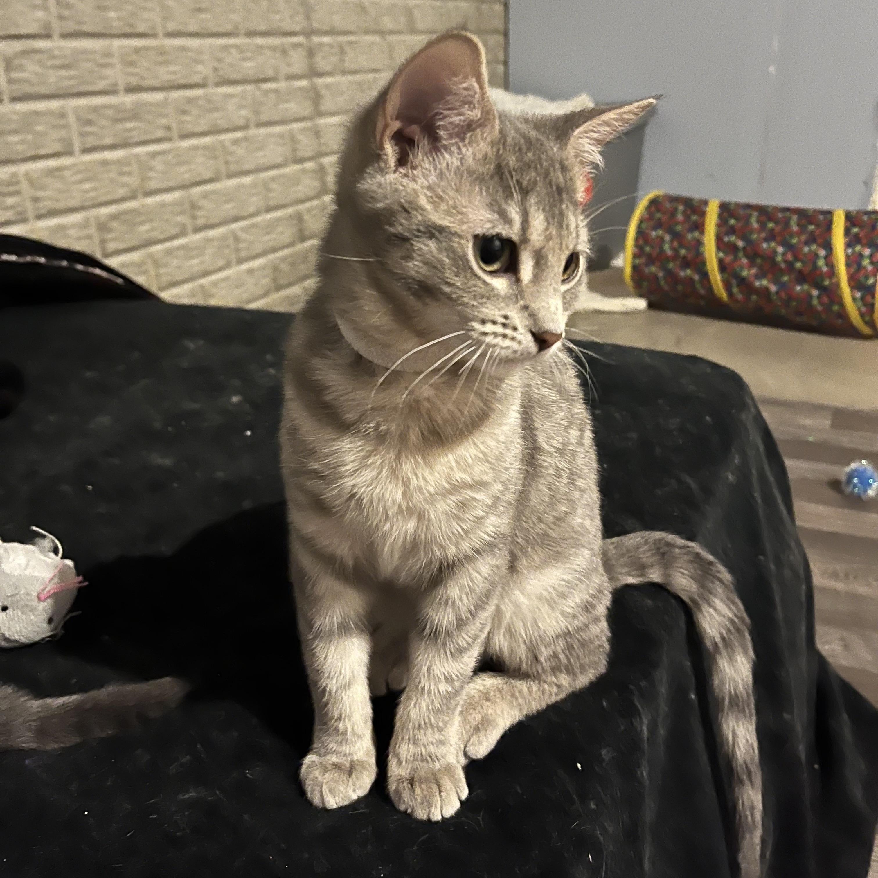 Enlarge Blossom, a Adoptable Domestic Short Hair in Lake Geneva, WI image 2/6