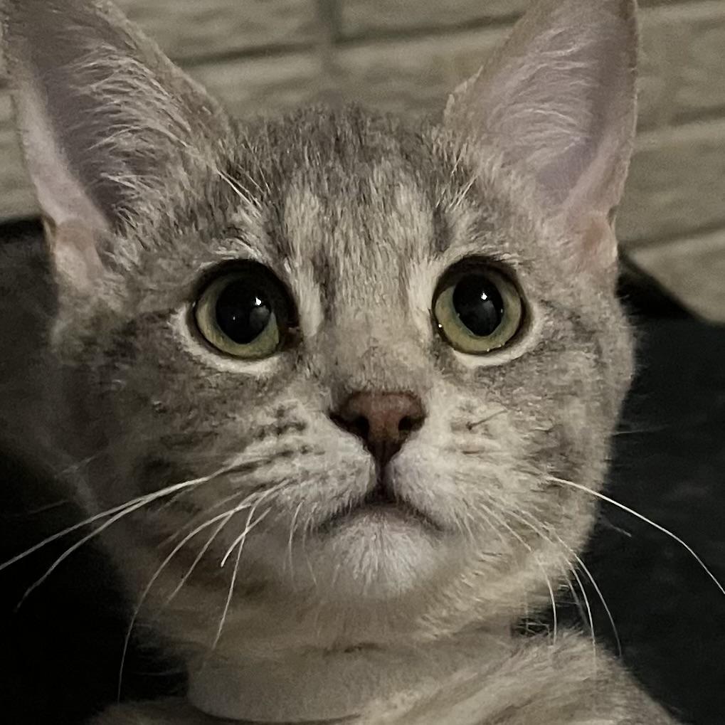 Enlarge Blossom, a Adoptable Domestic Short Hair in Lake Geneva, WI image 1/6