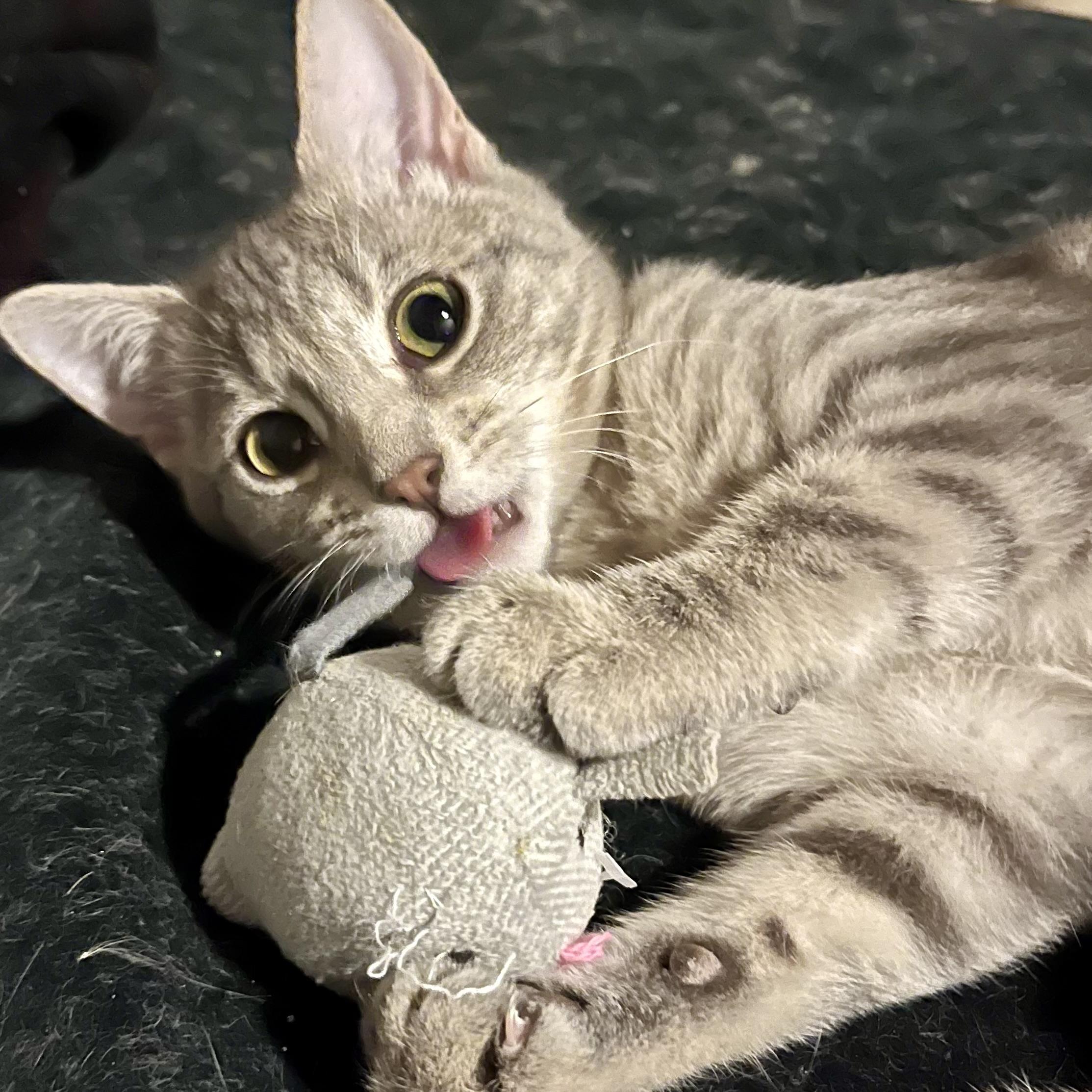 Enlarge Blossom, a Adoptable Domestic Short Hair in Lake Geneva, WI image 3/6