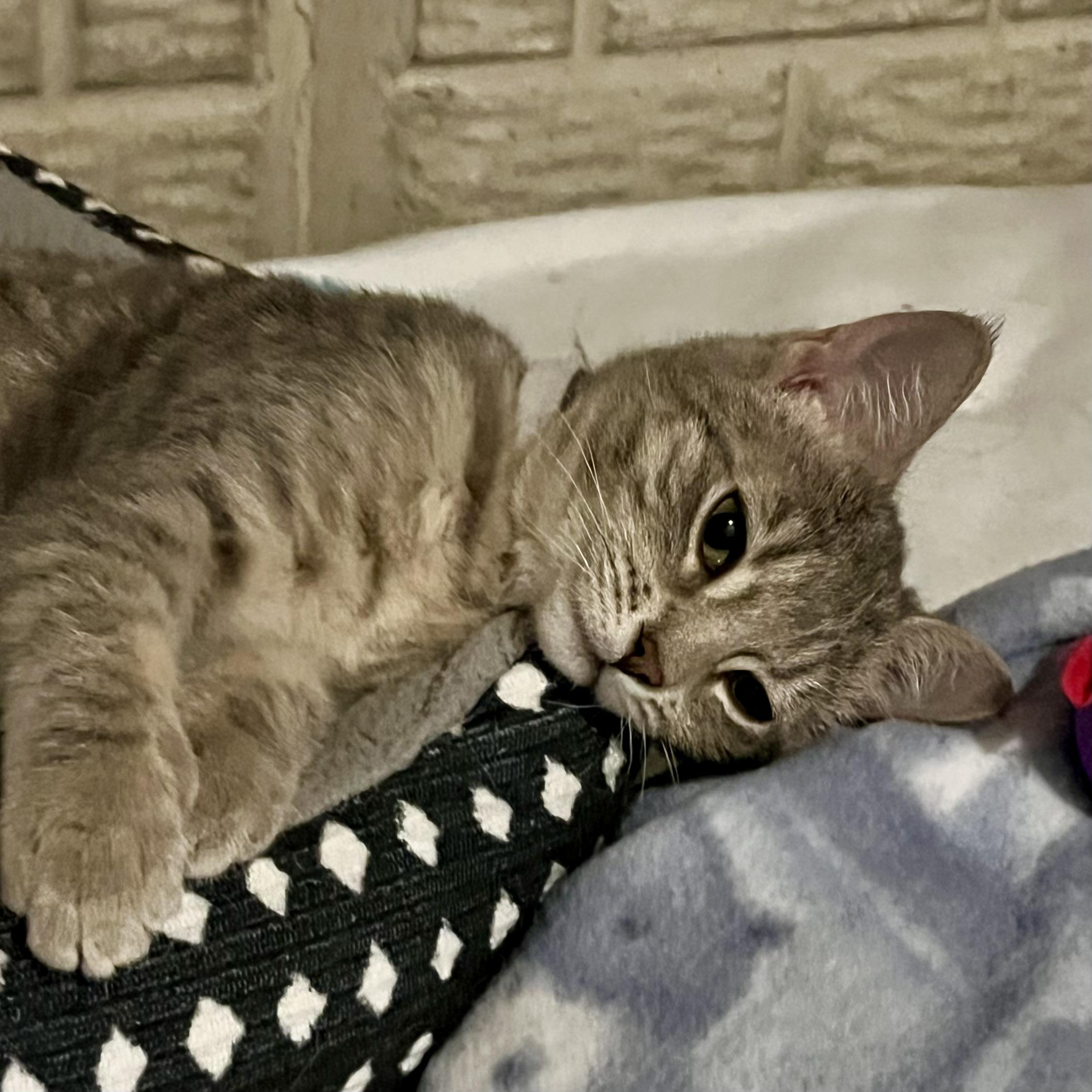 Enlarge Blossom, a Adoptable Domestic Short Hair in Lake Geneva, WI image 5/6