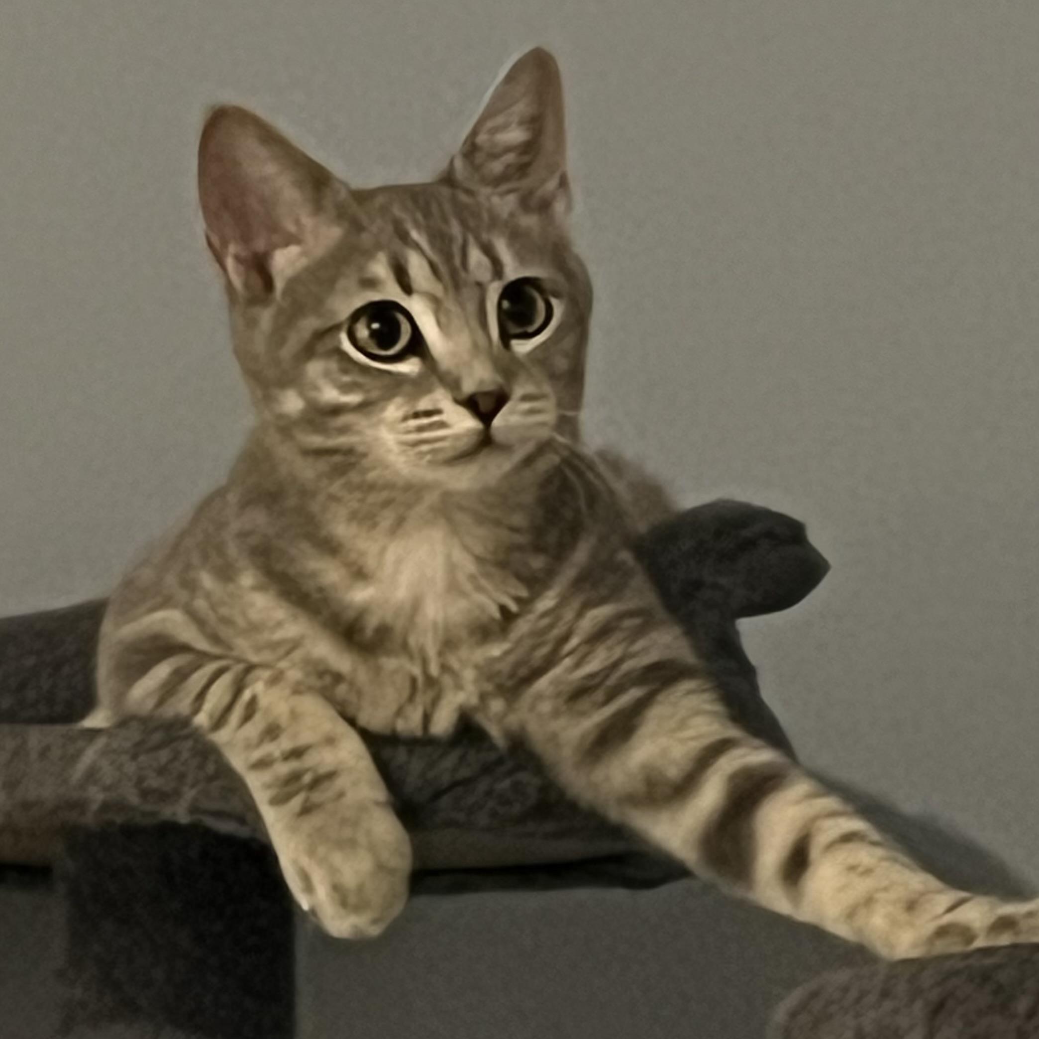 Blossom, adopted, Kitten Female Domestic Short Hair.