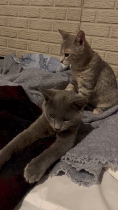 Enlarge Blossom, a Adoptable Domestic Short Hair in Lake Geneva, WI video 6/6