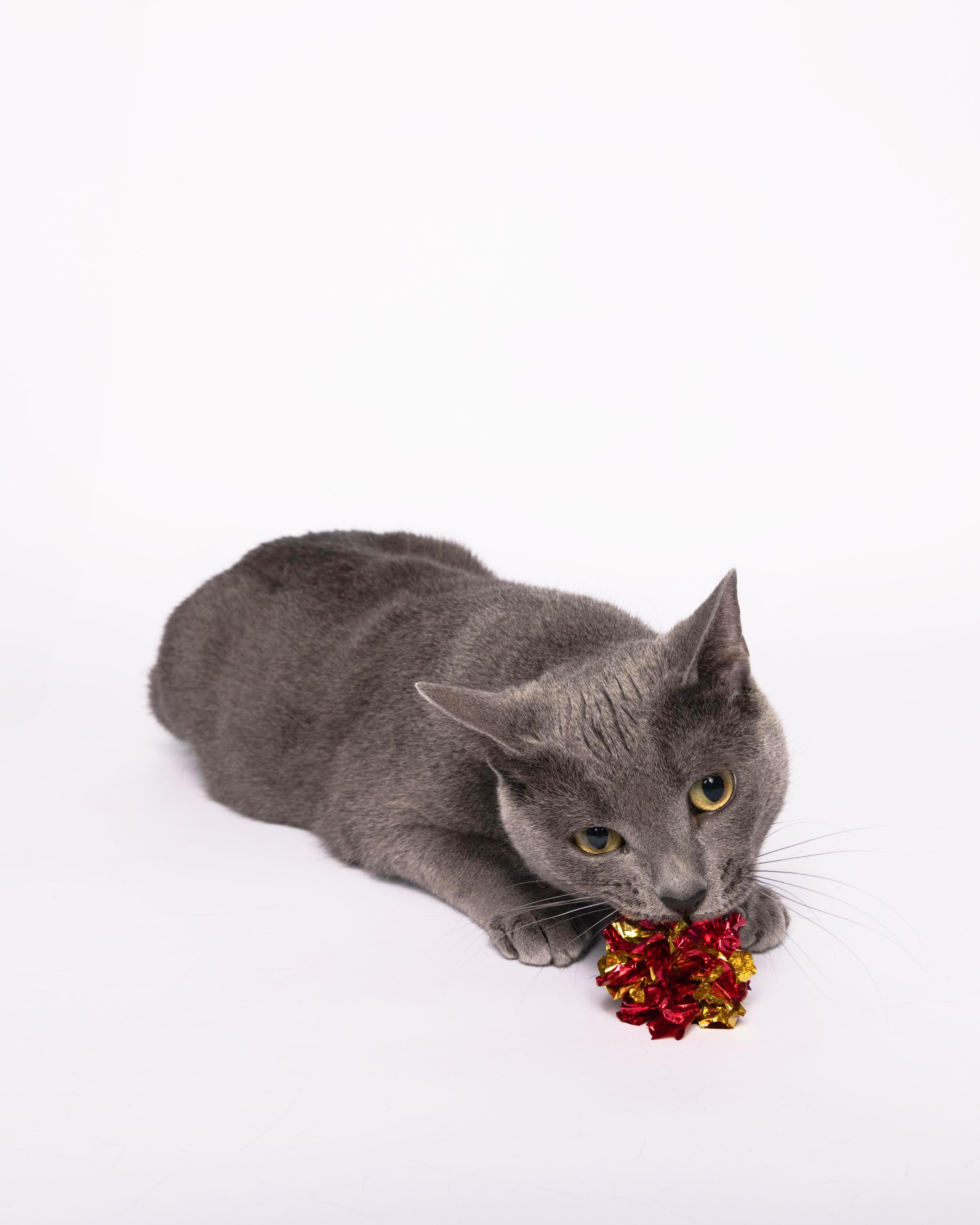 Mimi, Adoptable, Adult Female Domestic Short Hair.