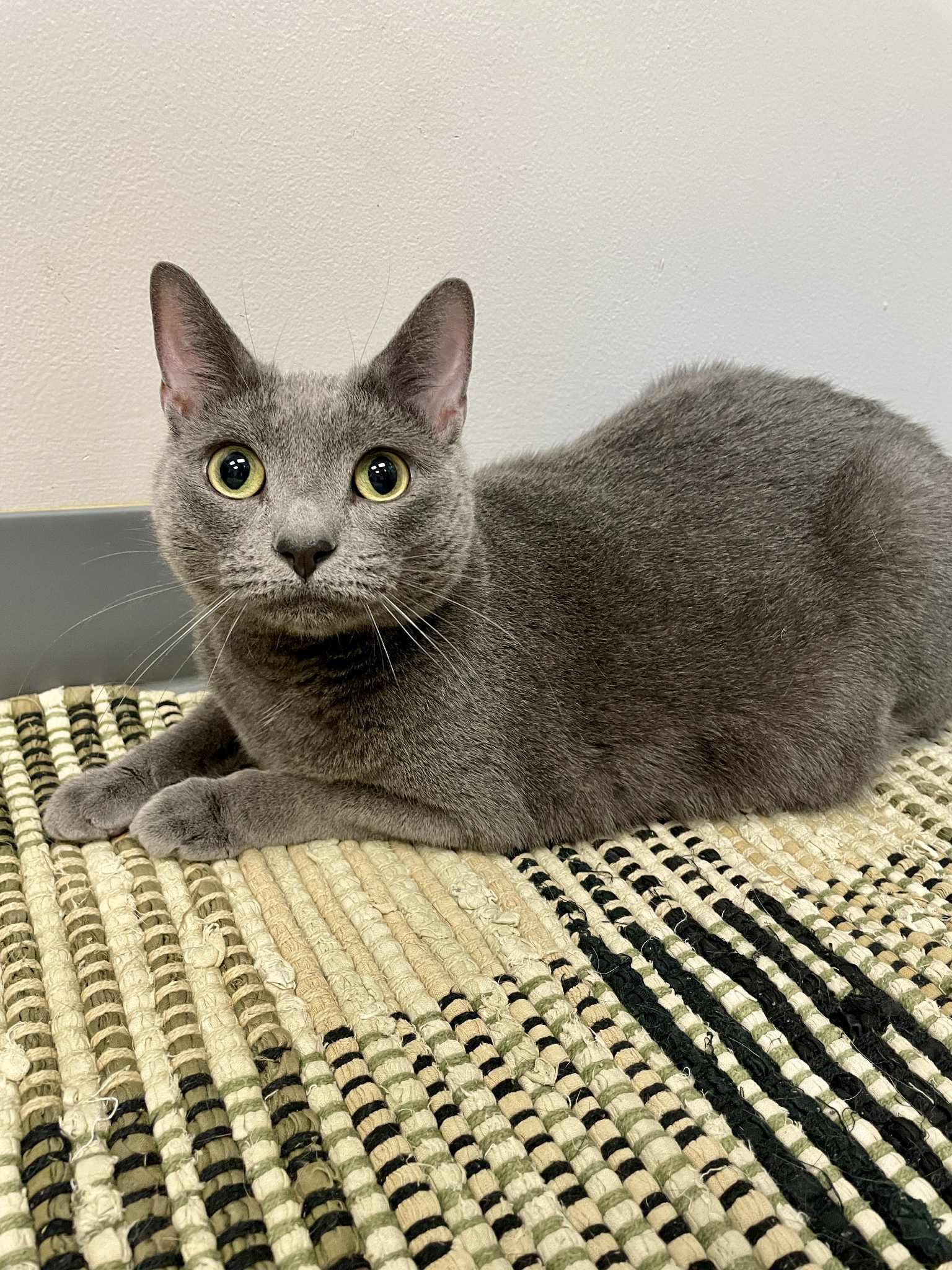 Enlarge Mimi, a Adoptable Domestic Short Hair in Waterloo, IA image 6/6