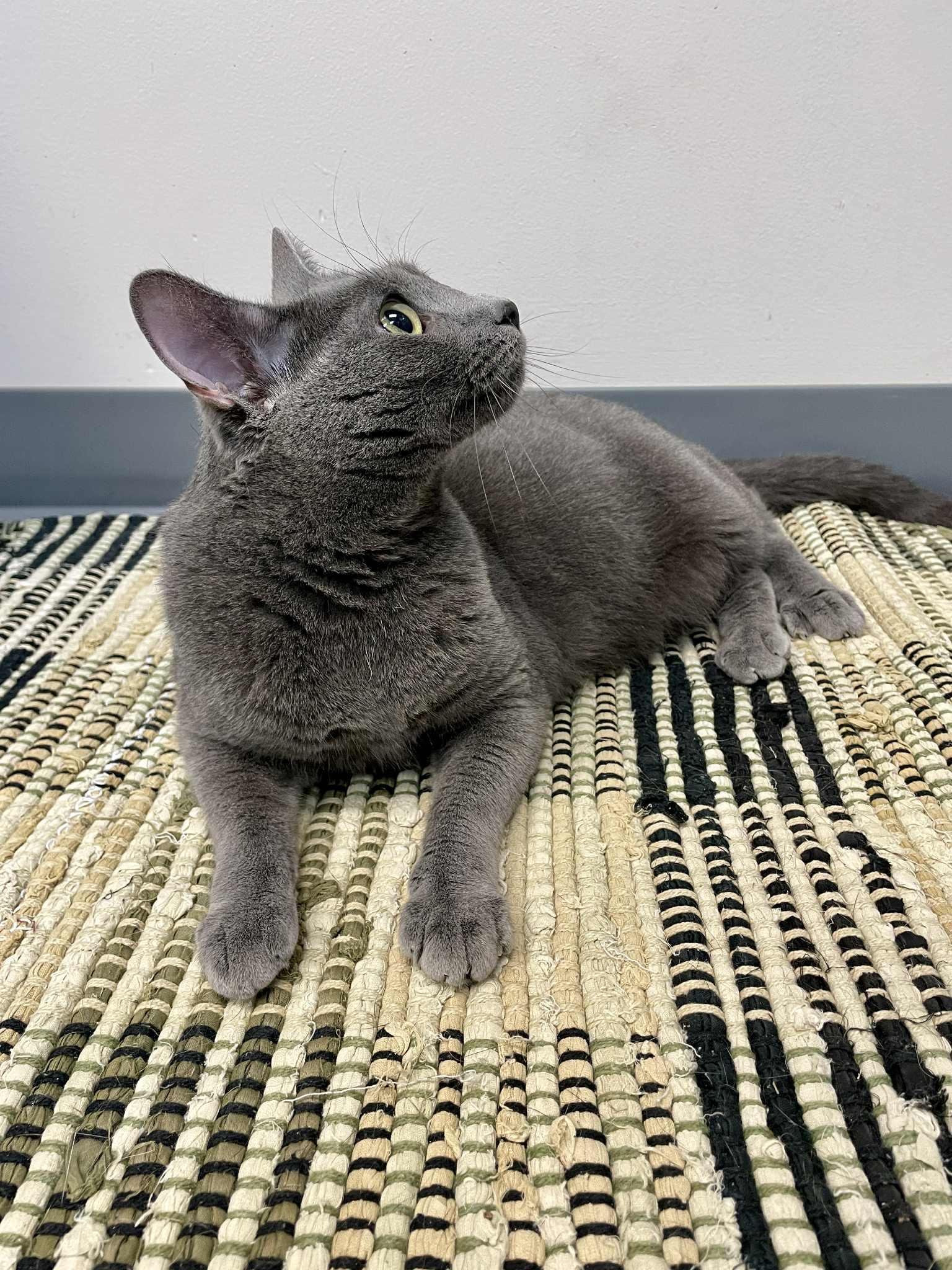 Mimi, an adoptable Domestic Short Hair in Waterloo, IA, 50703 | Photo Image 4