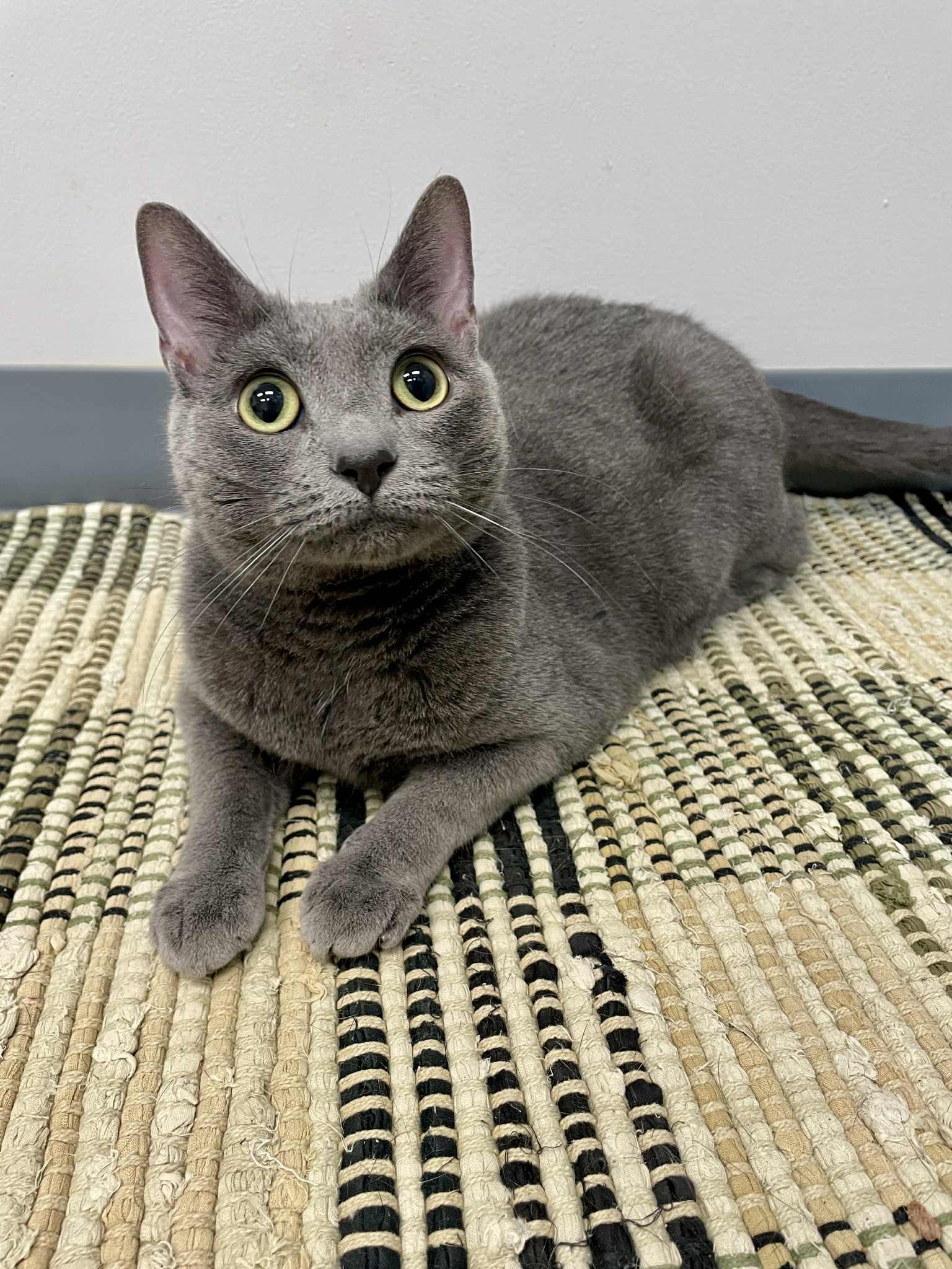 Mimi, an adoptable Domestic Short Hair in Waterloo, IA, 50703 | Photo Image 5