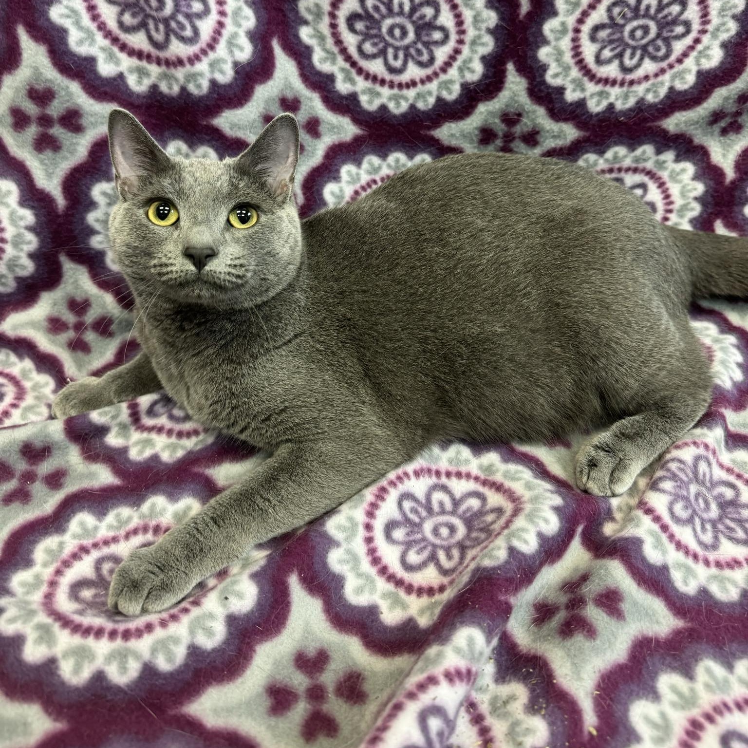 Enlarge Mimi, a Adoptable Domestic Short Hair in Waterloo, IA image 5/6