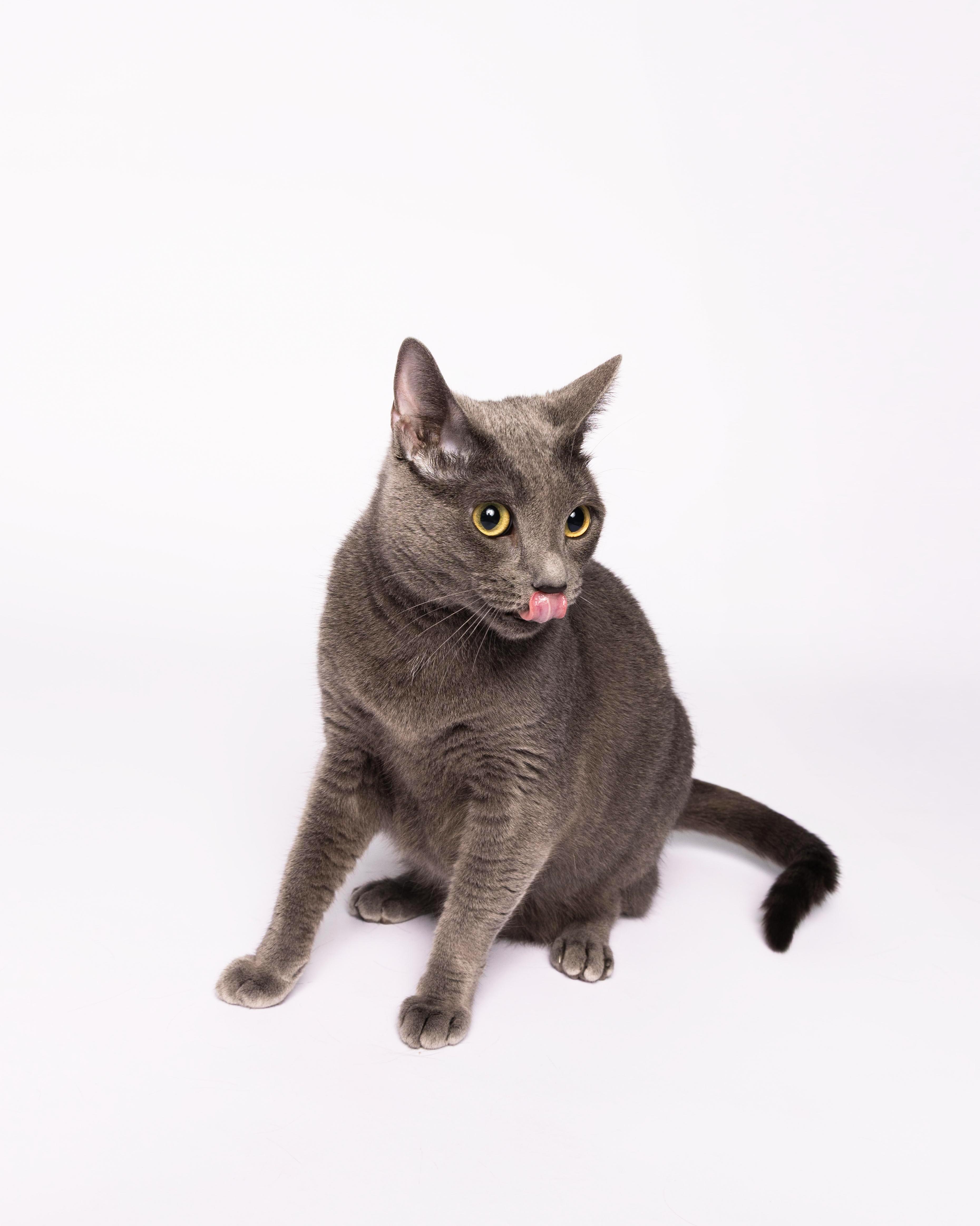 Enlarge Mimi, a Adoptable Domestic Short Hair in Waterloo, IA image 2/6